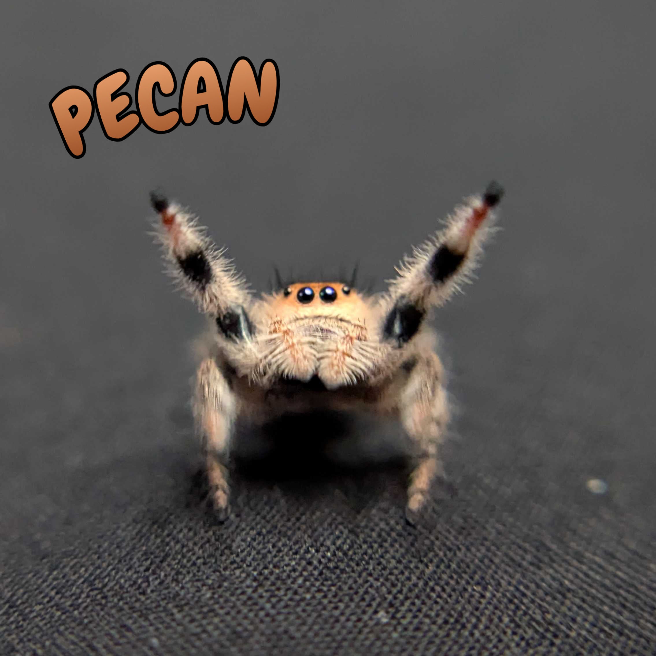 Regal Jumping Spider "Pecan"