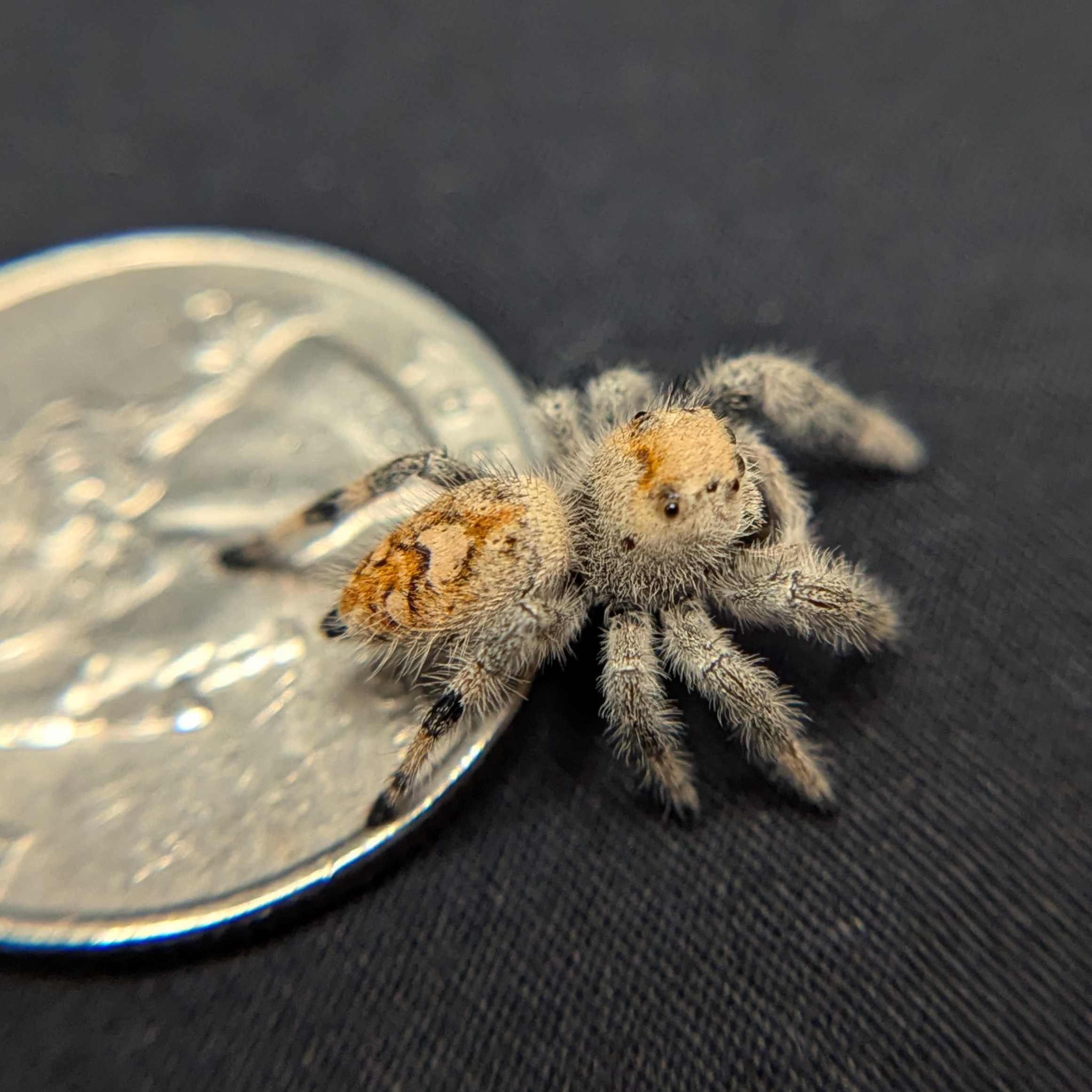 Regal Jumping Spider “Cider Grove”