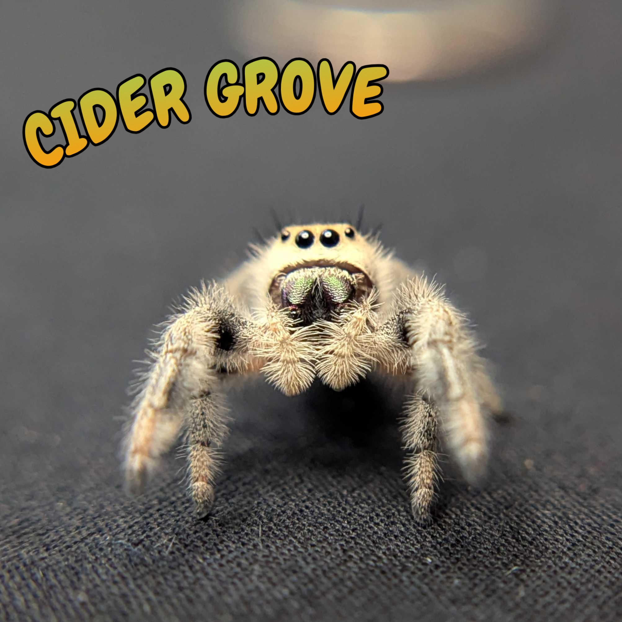 Regal Jumping Spider “Cider Grove”