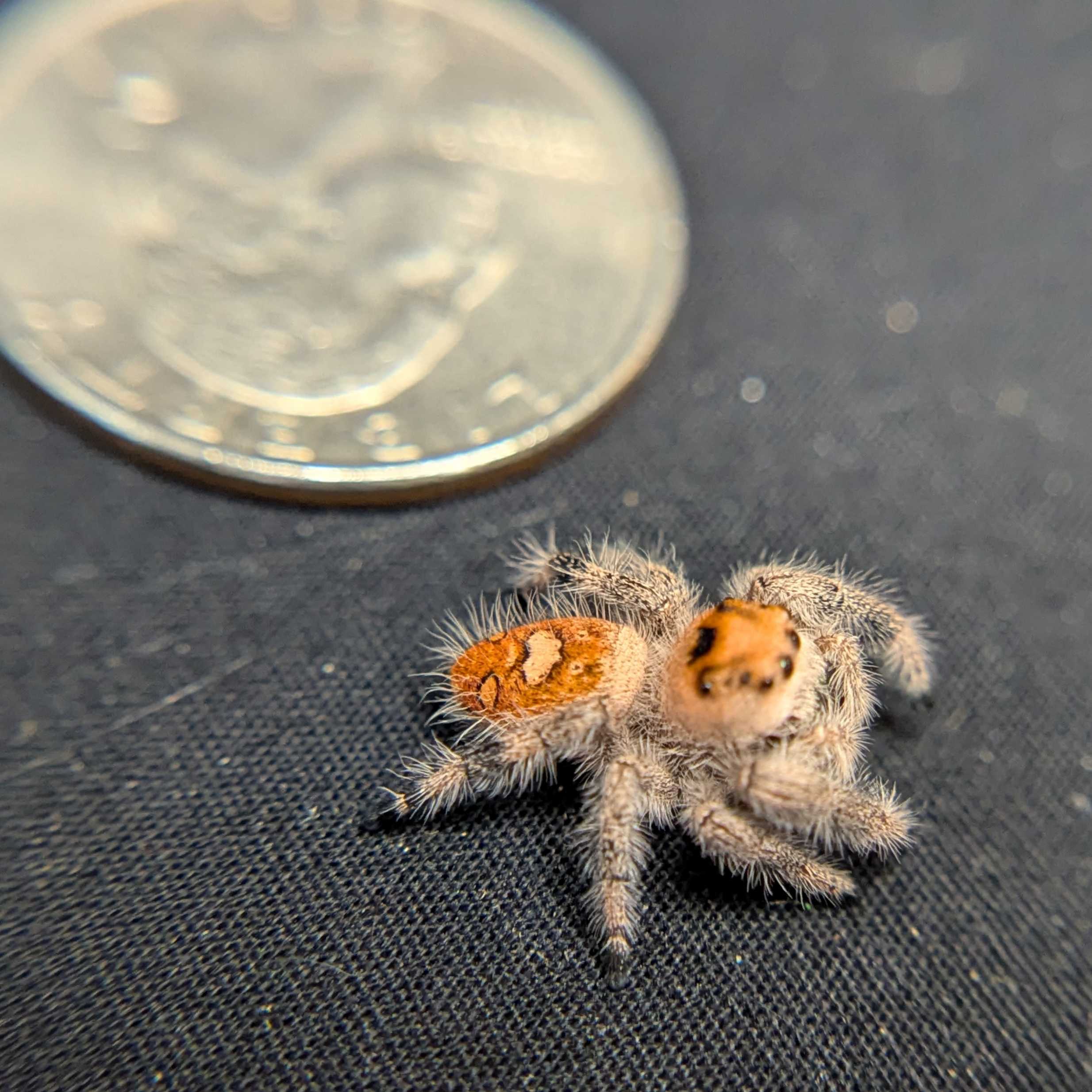Regal Jumping Spider "Seaweed"