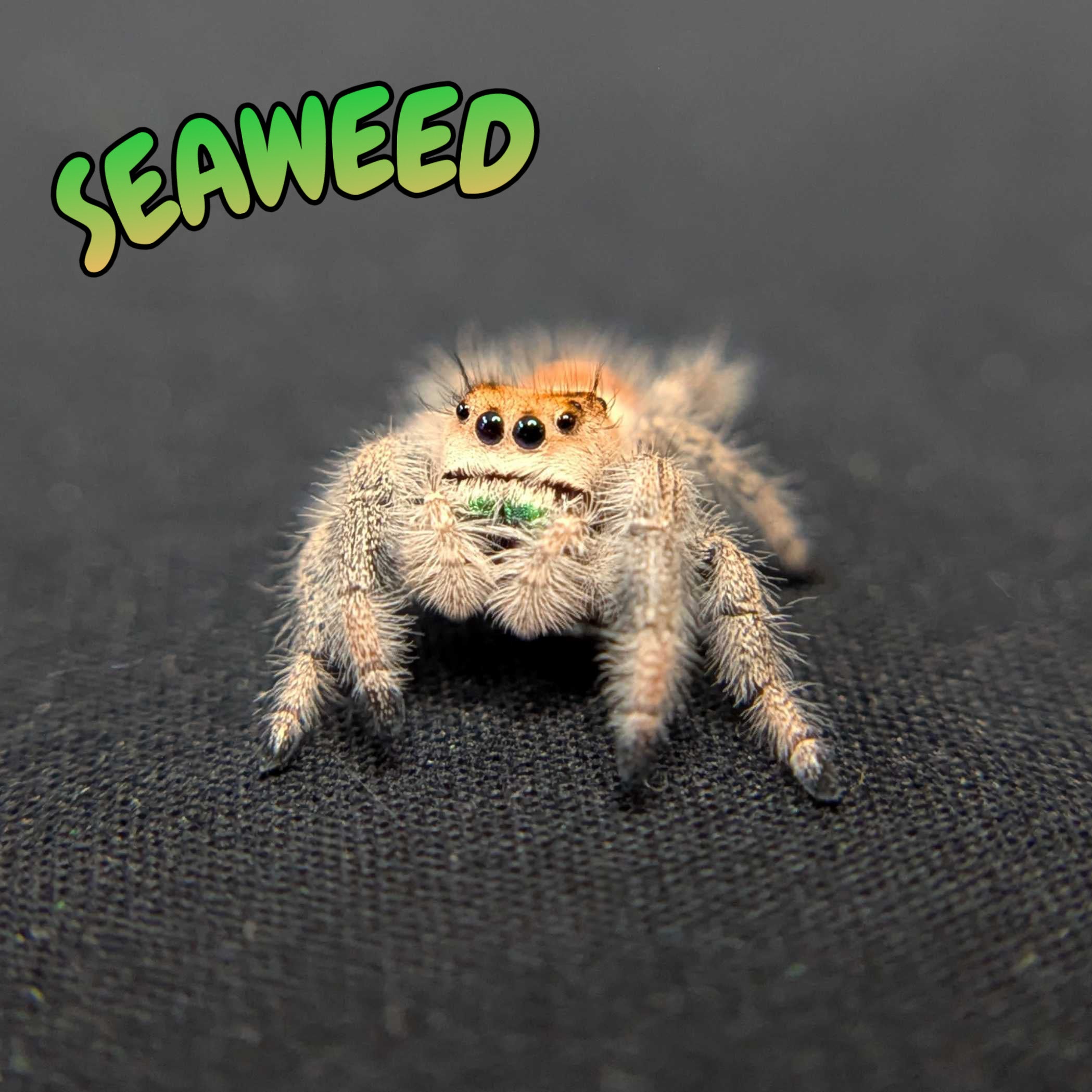 Regal Jumping Spider "Seaweed"
