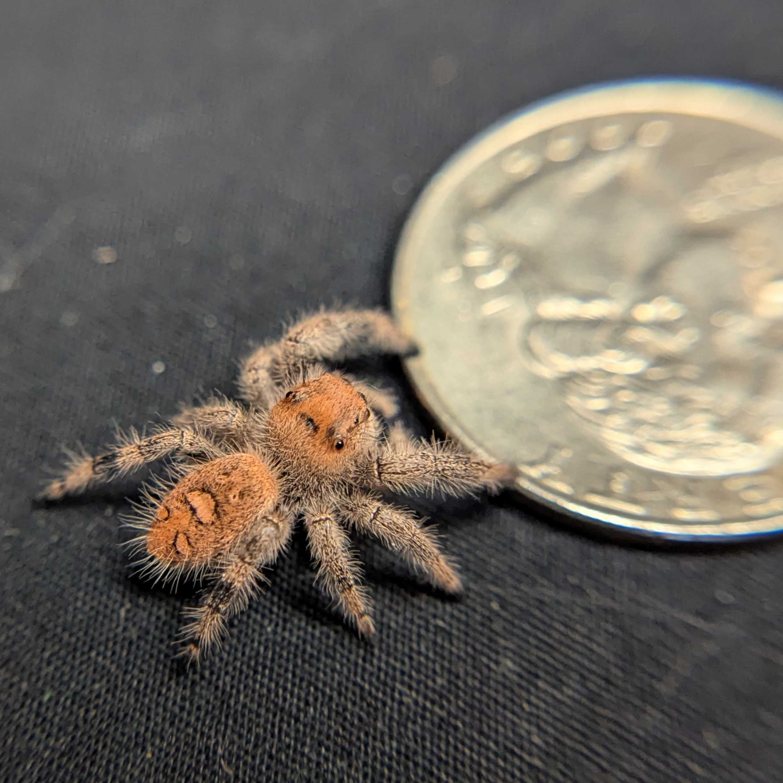 Regal Jumping Spider "Crumpet"