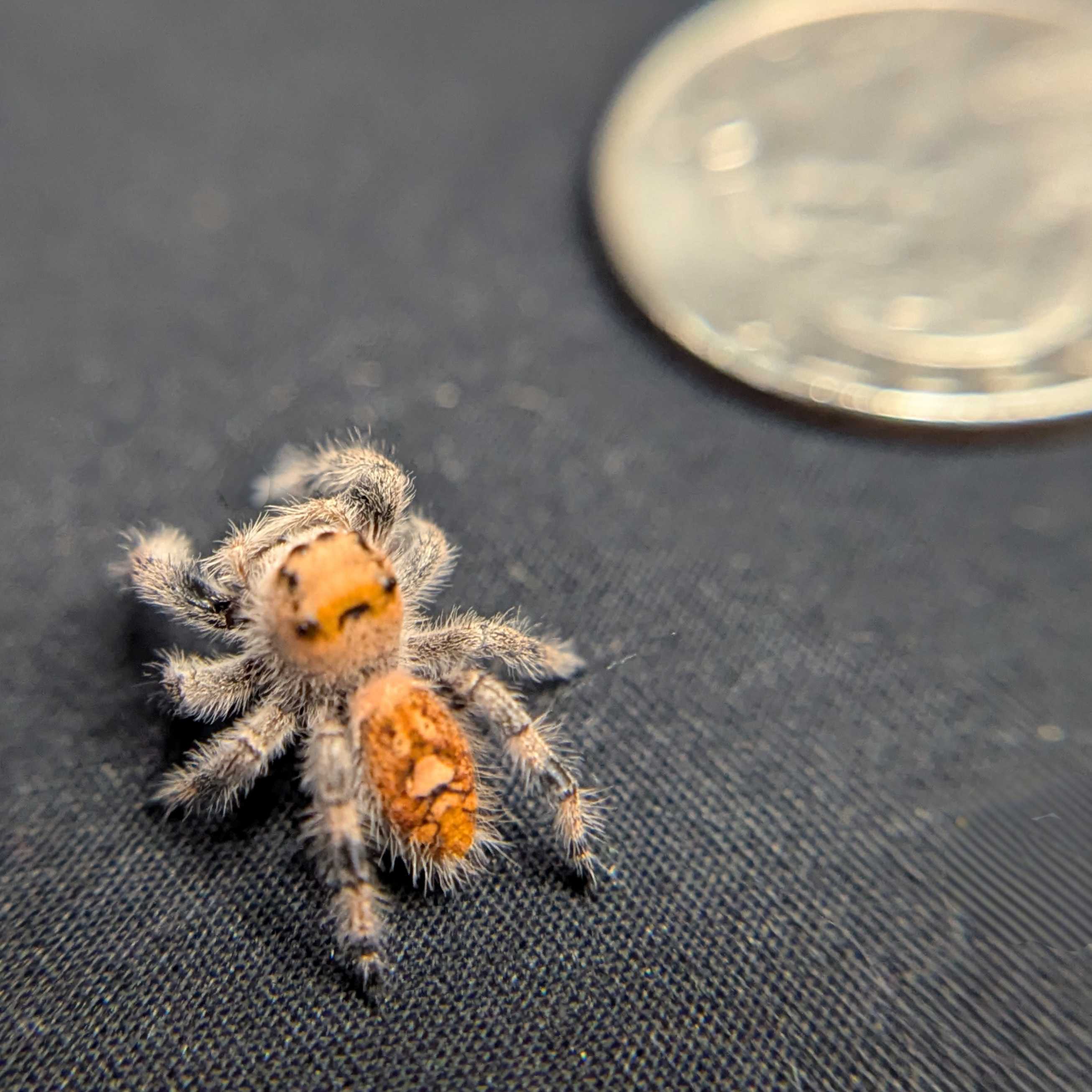 Regal Jumping Spider "Purple Haze"