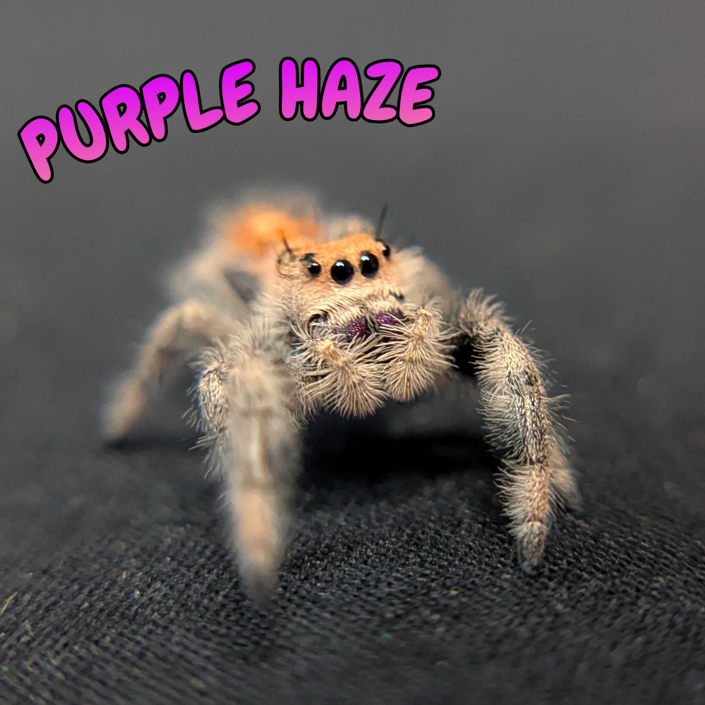 Regal Jumping Spider "Purple Haze"