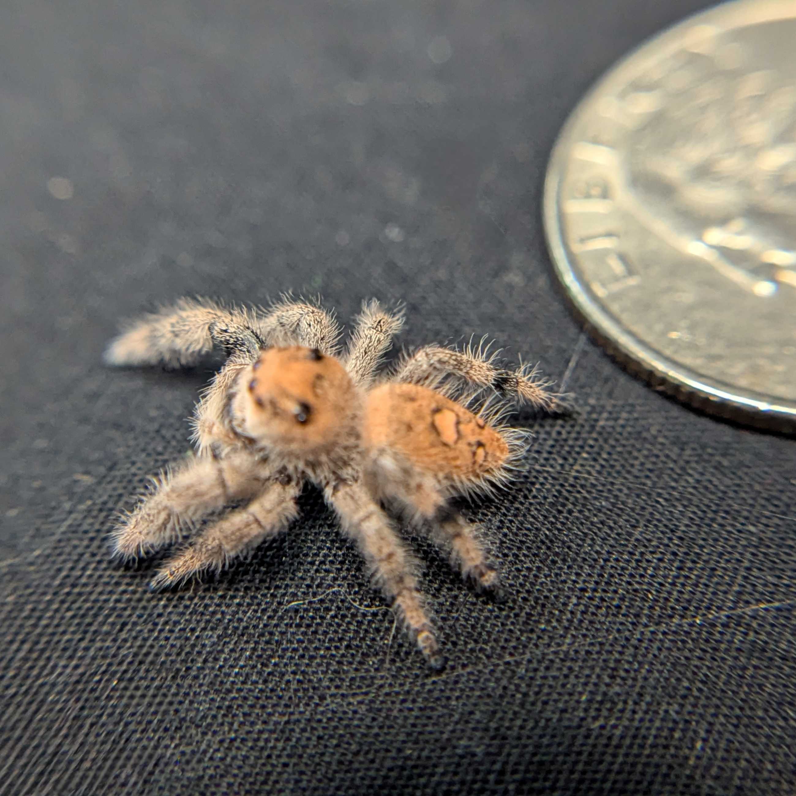 Regal Jumping Spider "Almond"