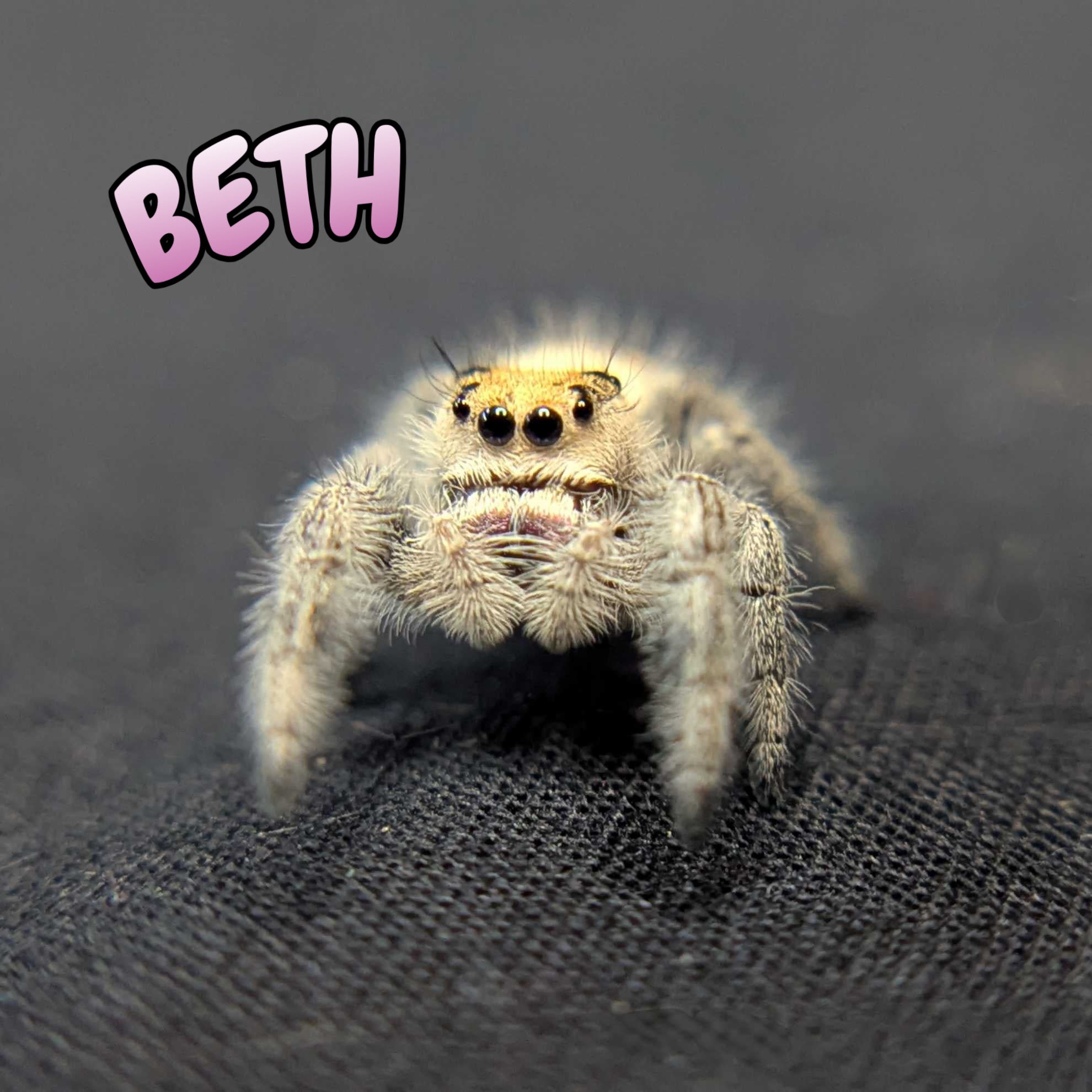 Regal Jumping Spider "Beth"
