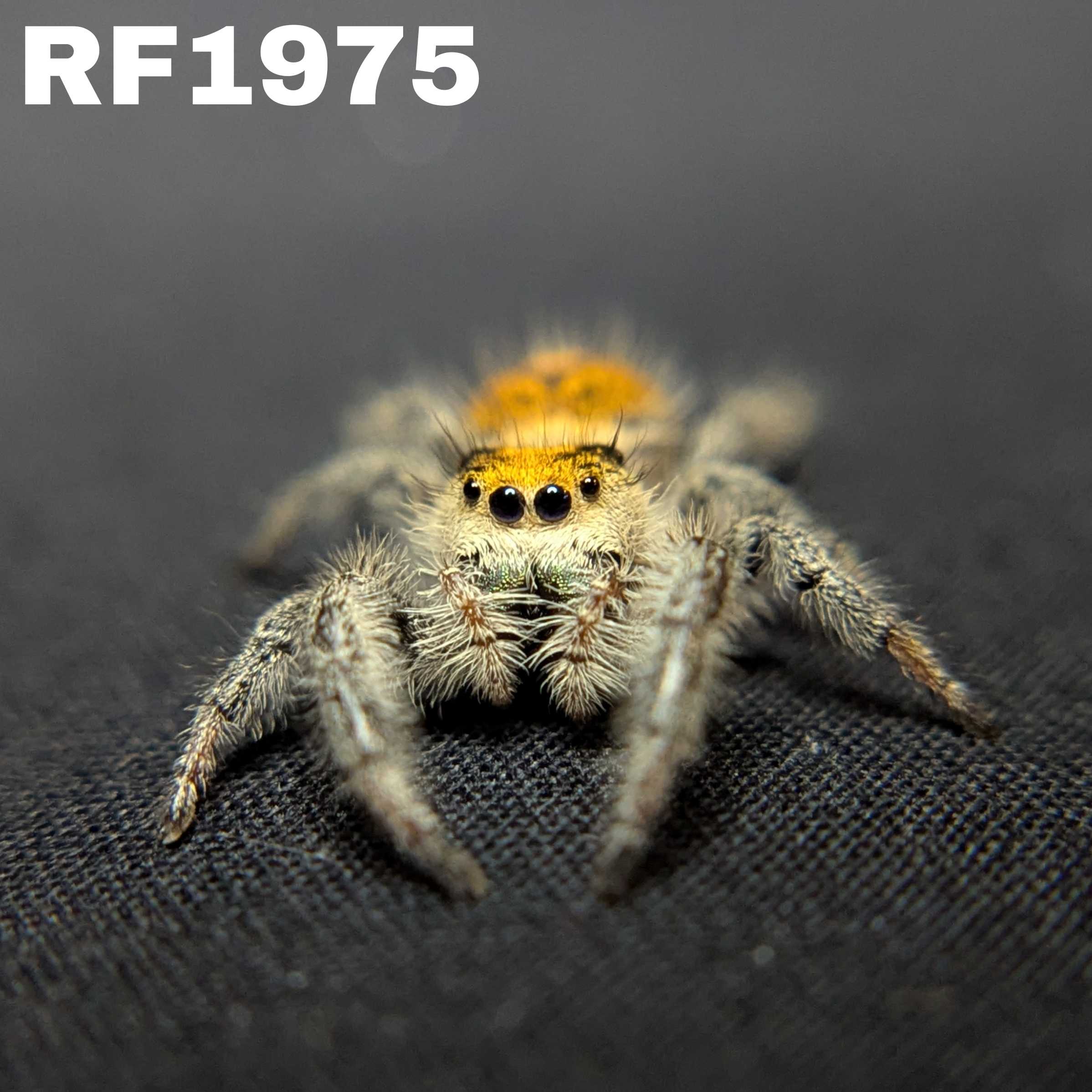 Regal Jumping Spider "Meadow"