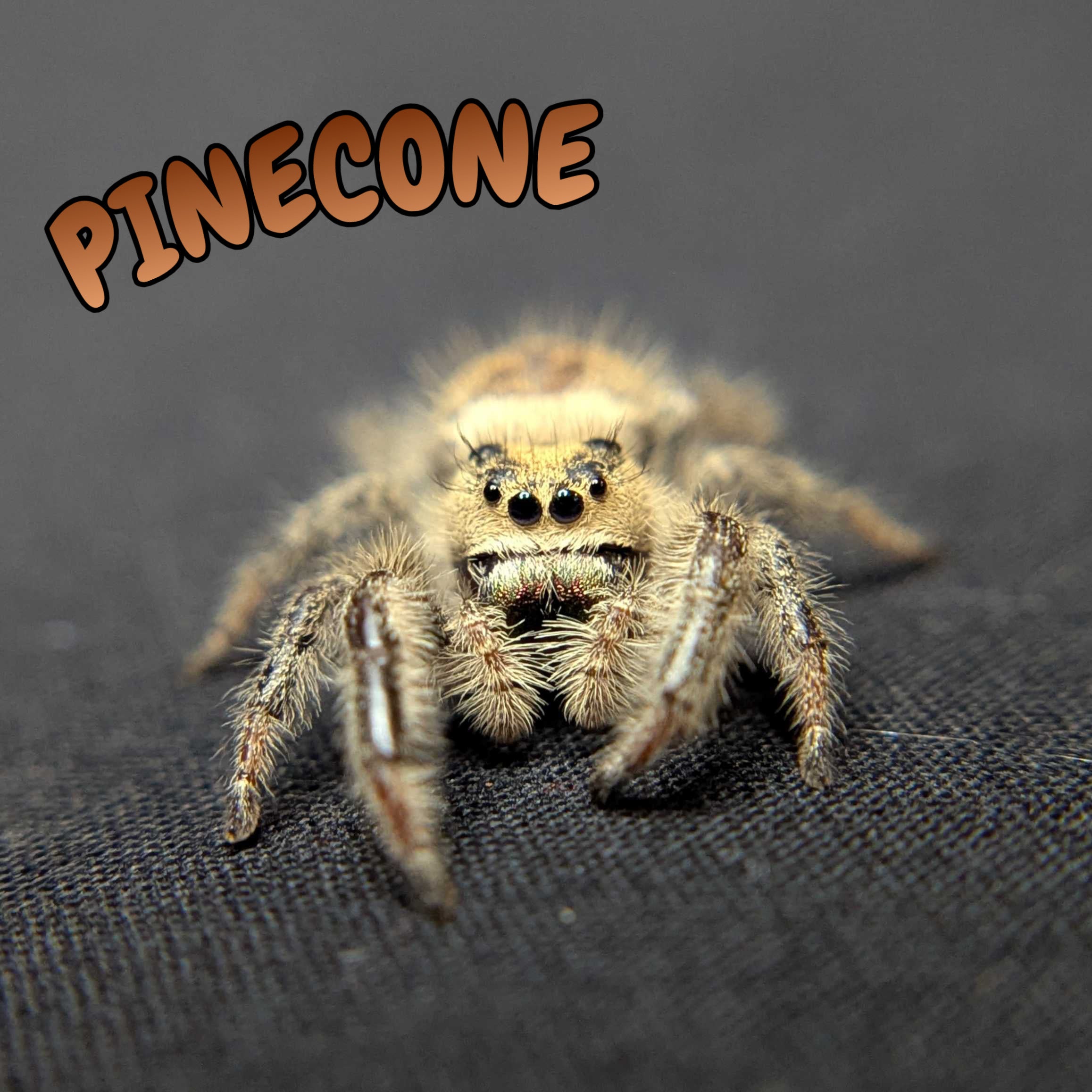 Regal Jumping Spider "Pinecone"