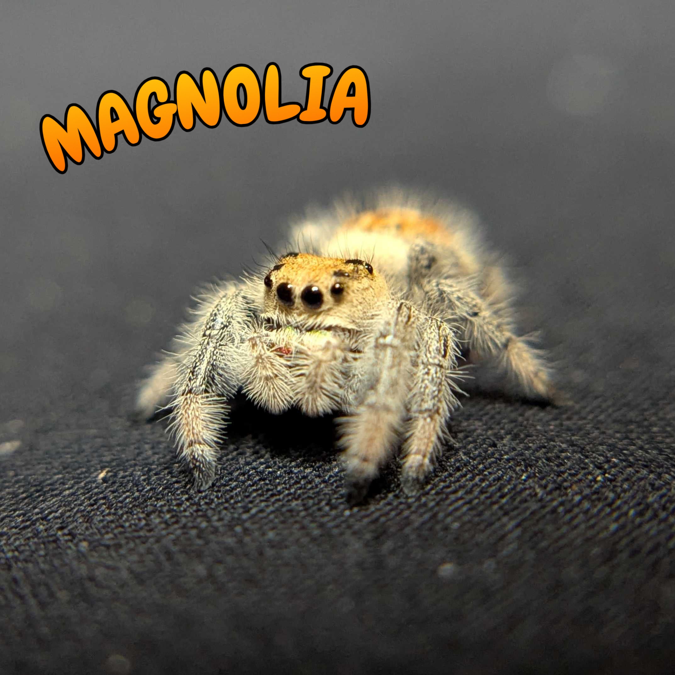 Regal Jumping Spider “Magnolia”