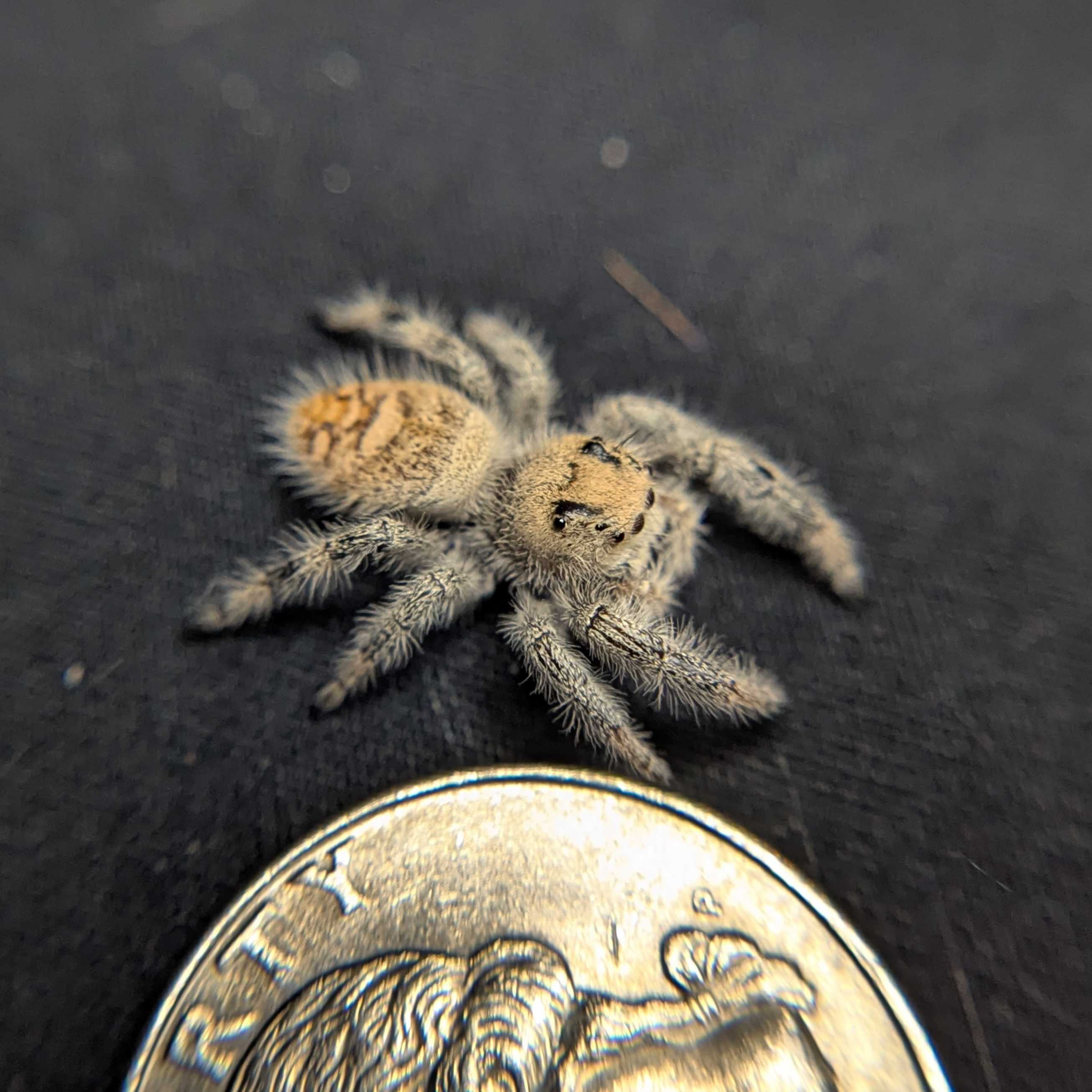 Regal Jumping Spider "Spirit"