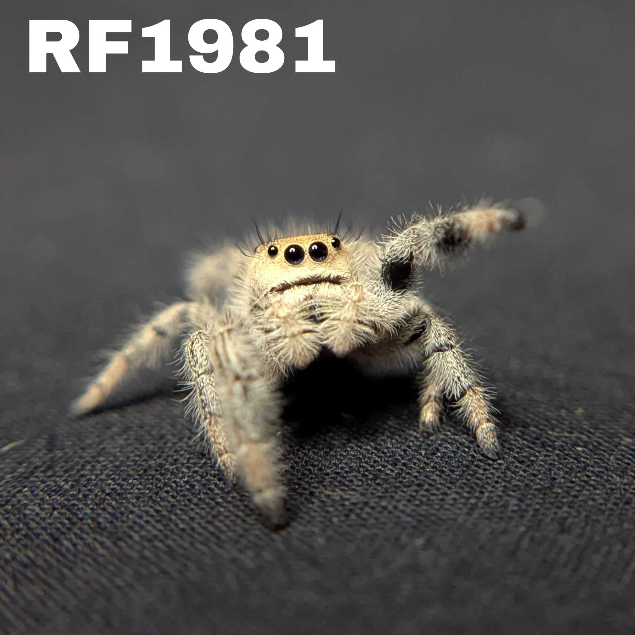 Regal Jumping Spider "Spirit"
