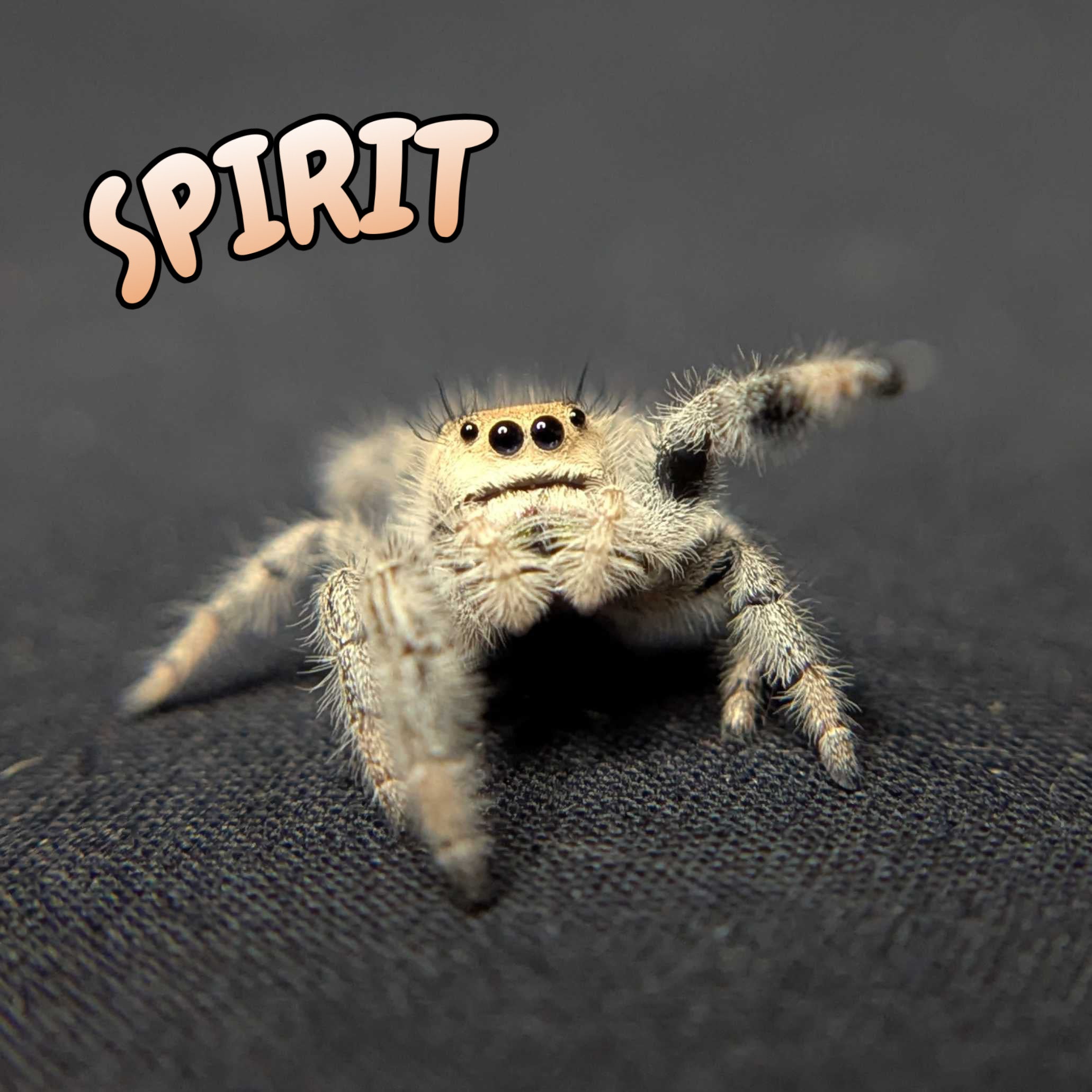 Regal Jumping Spider "Spirit"