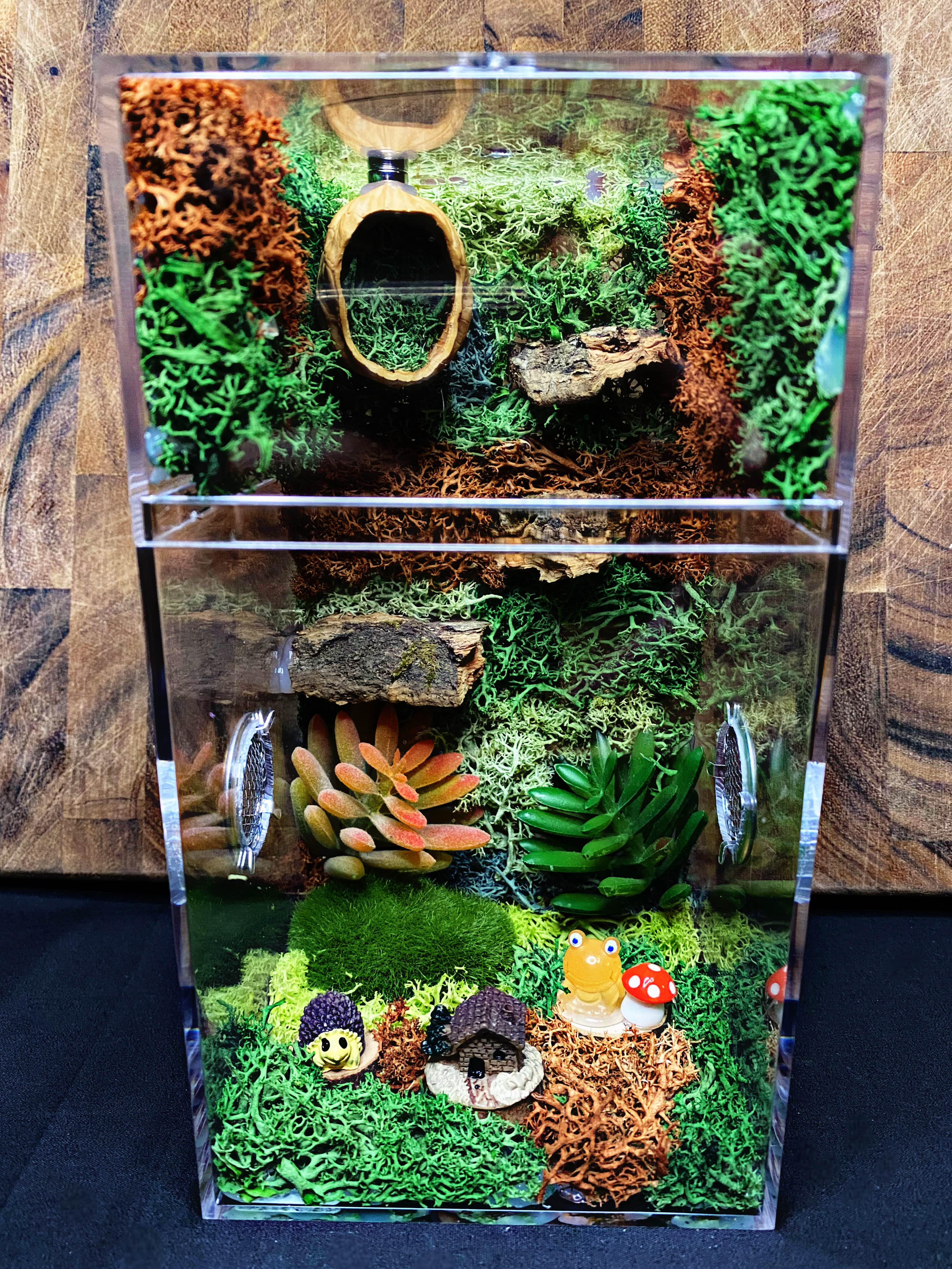 Custom Jumping Spider Enclosure