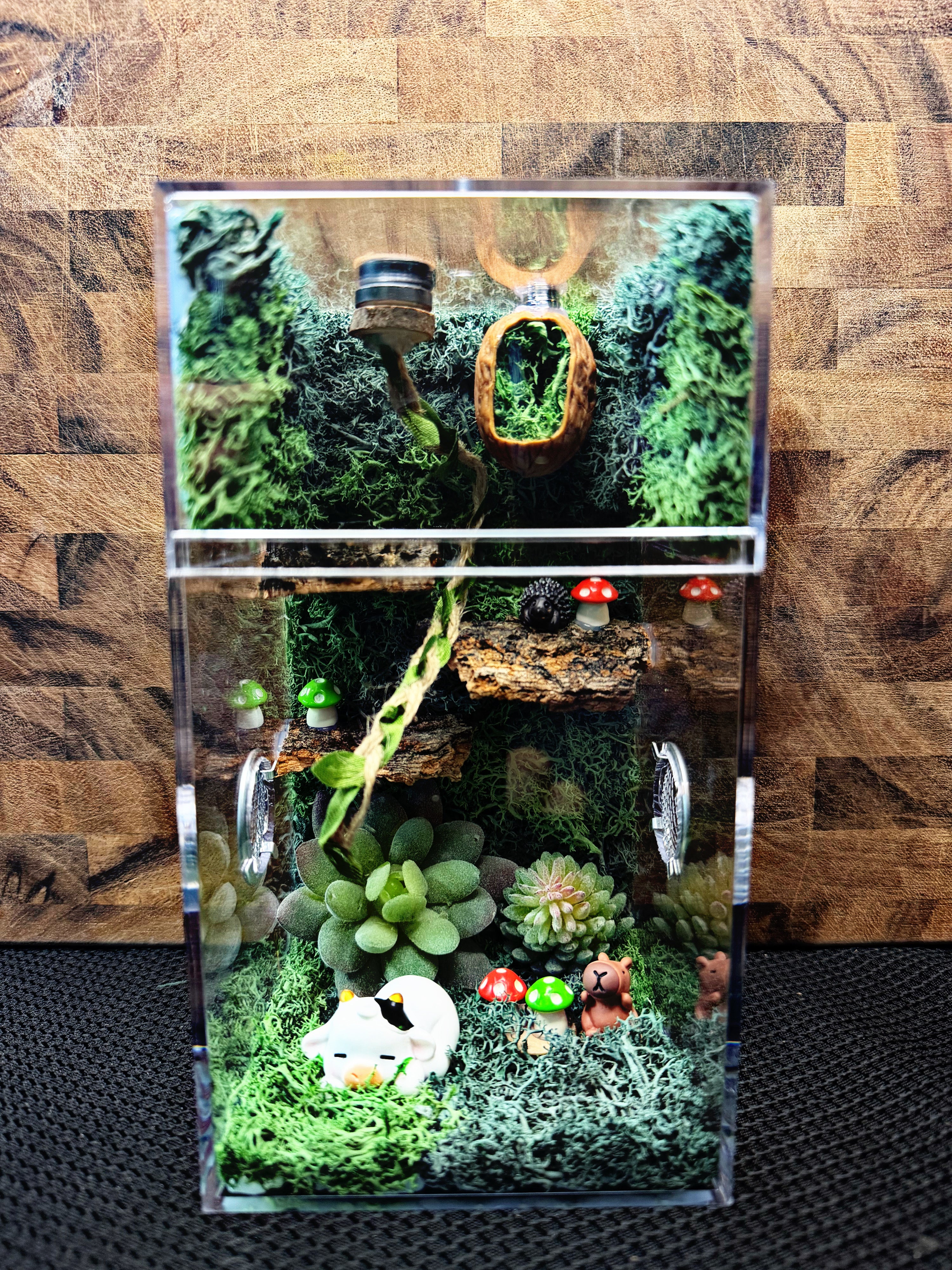 Custom Jumping Spider Enclosure