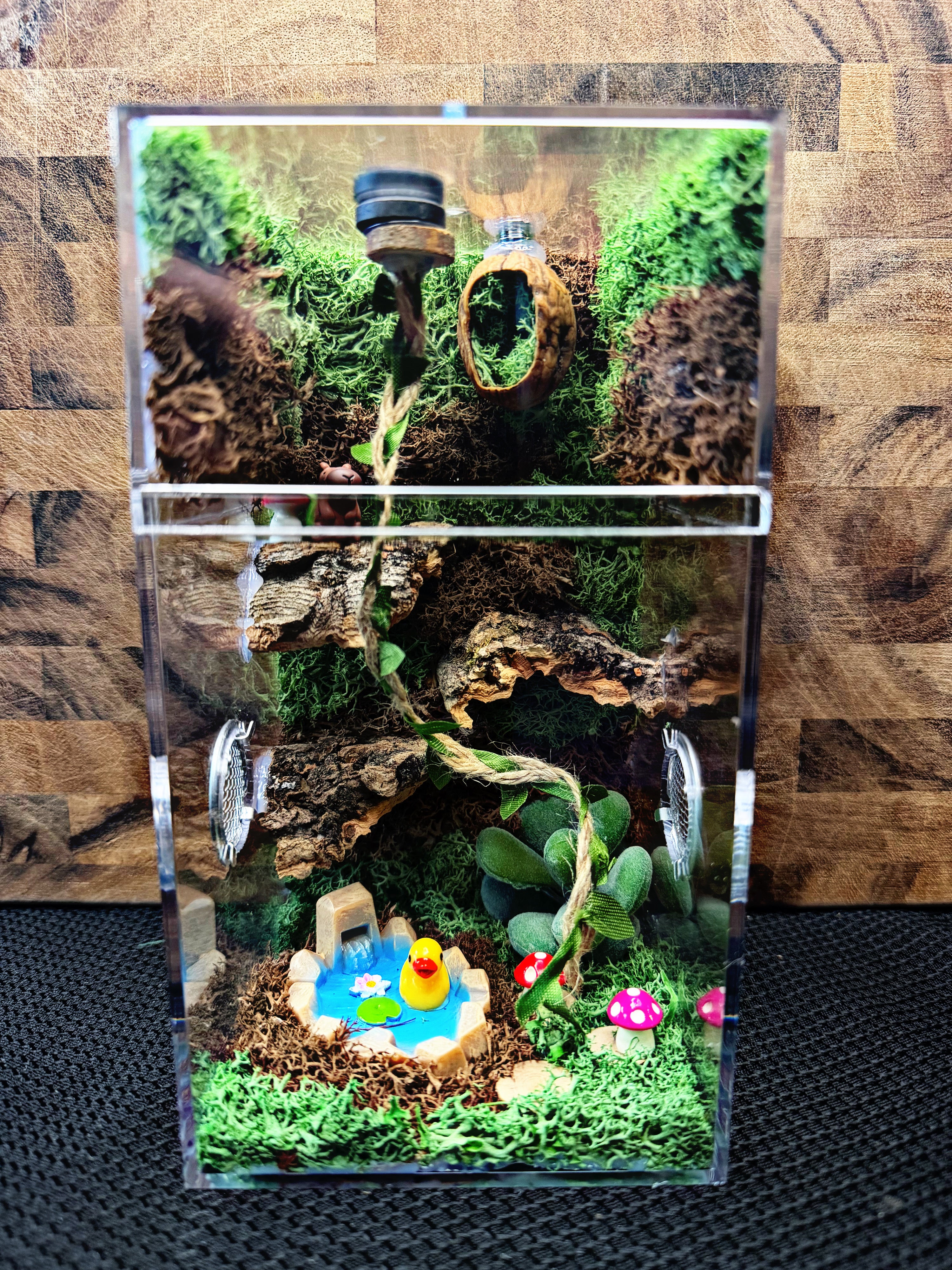 Custom Jumping Spider Enclosure