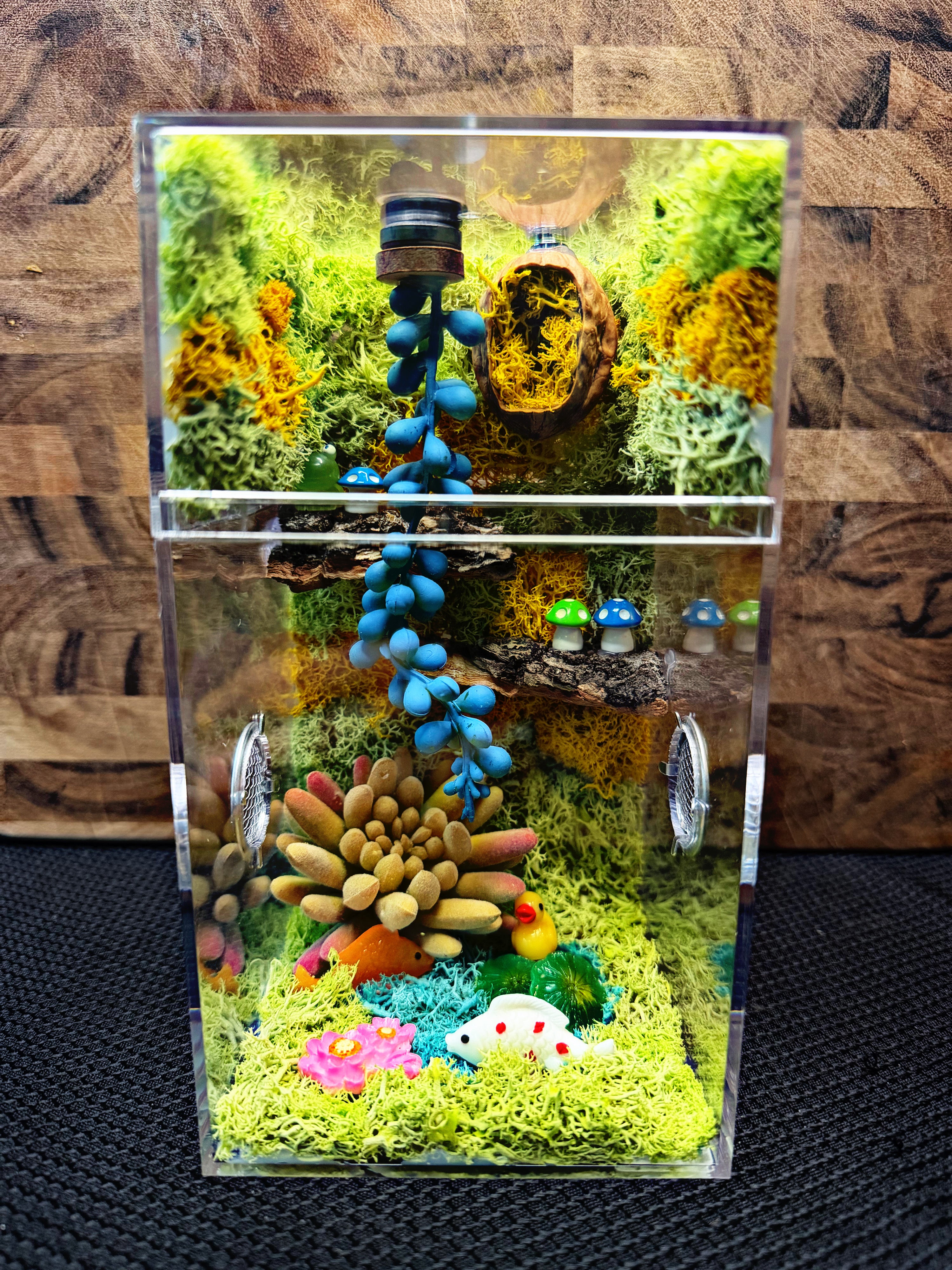 Custom Jumping Spider Enclosure