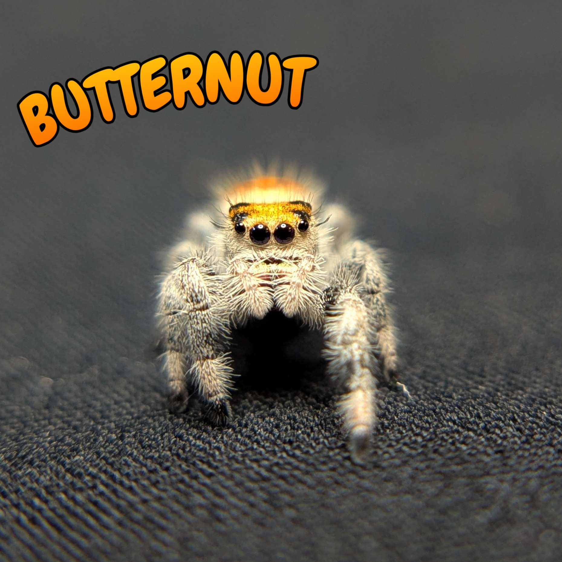 Regal Jumping Spider "Butternut"
