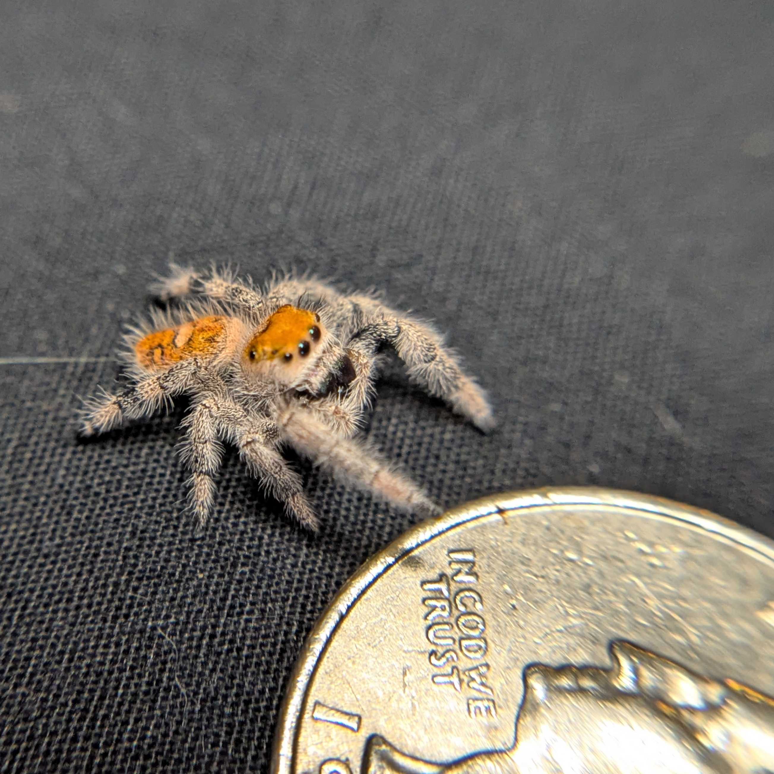 Regal Jumping Spider "Sunkiss"