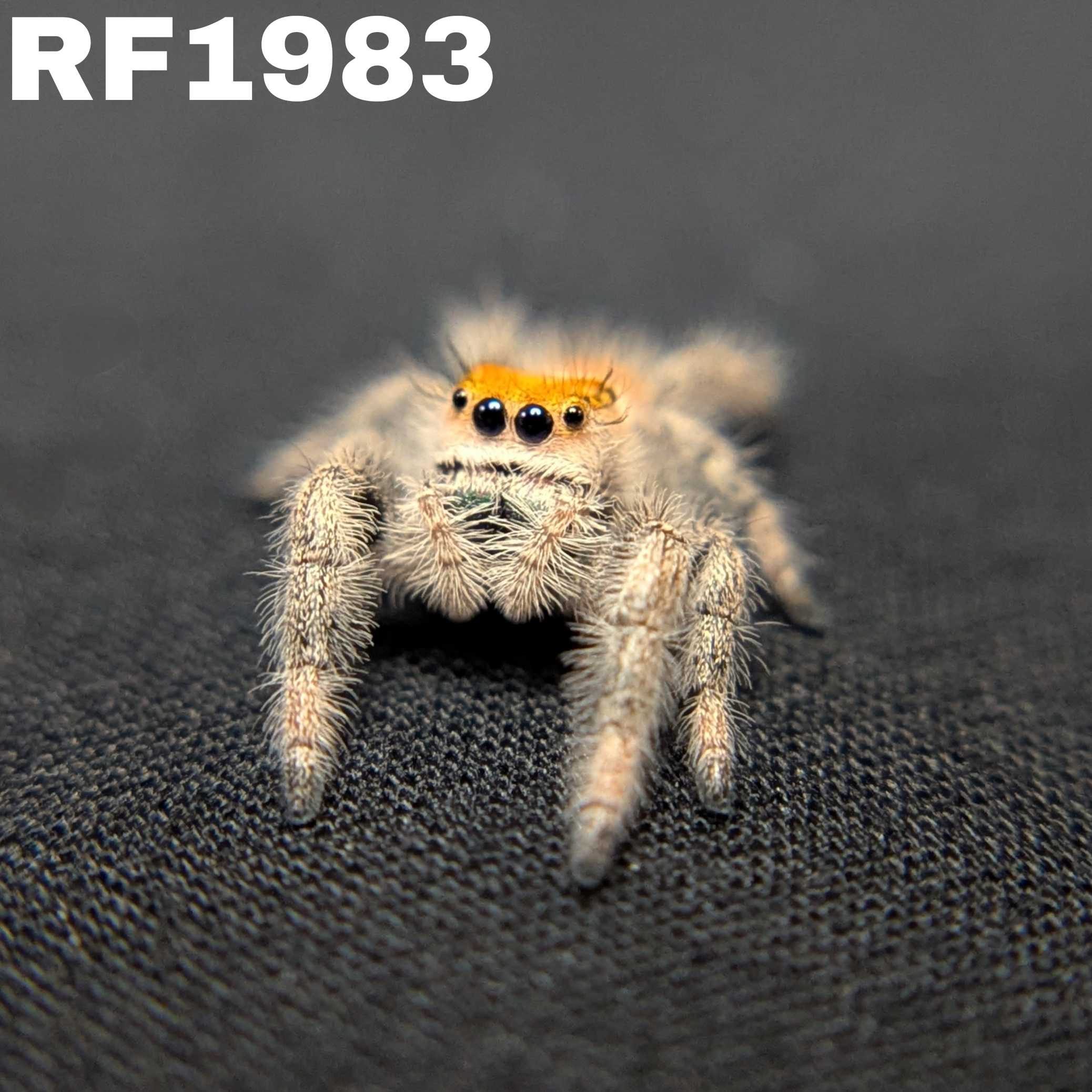 Regal Jumping Spider "Sunkiss"