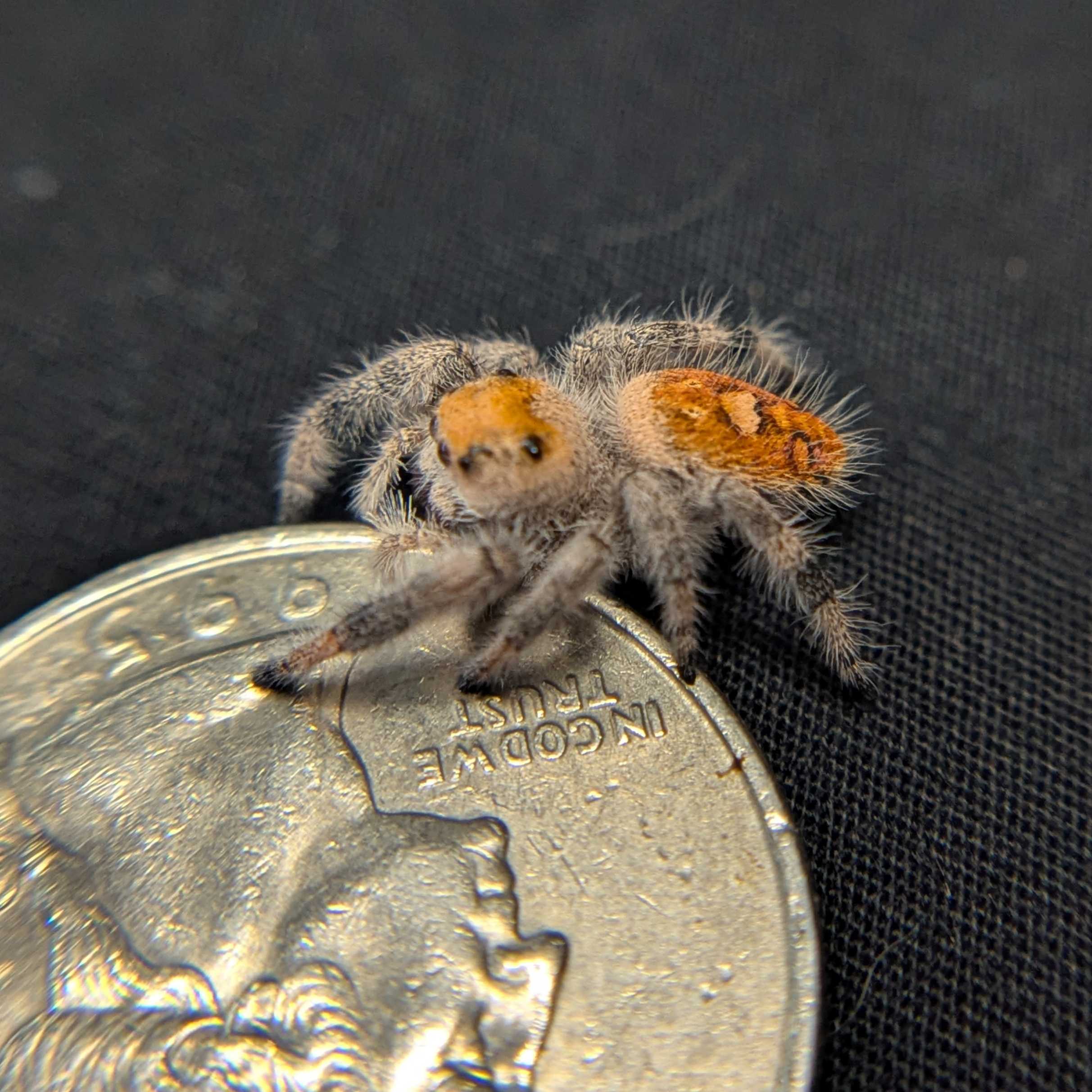 Regal Jumping Spider "Wine"