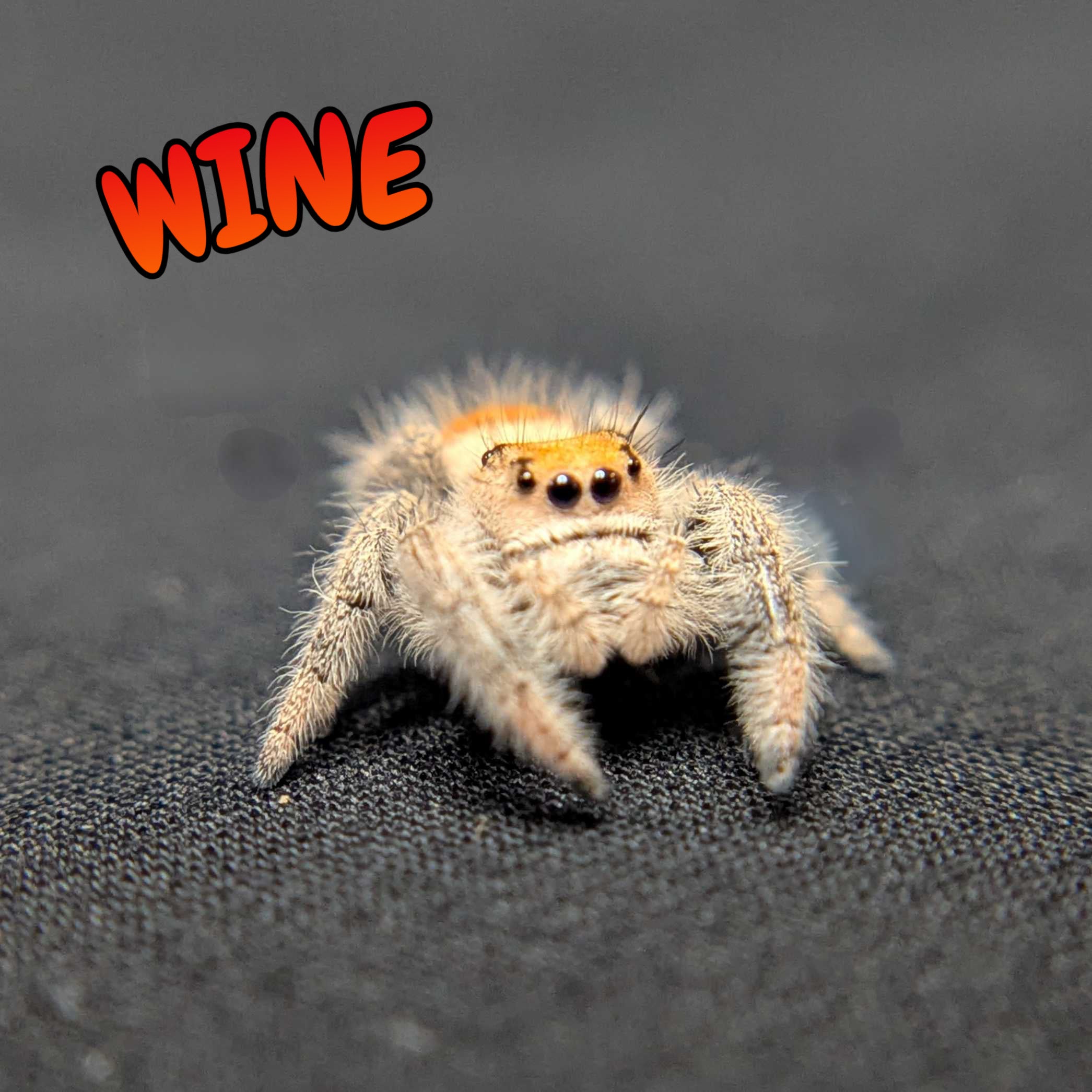 Regal Jumping Spider "Wine"