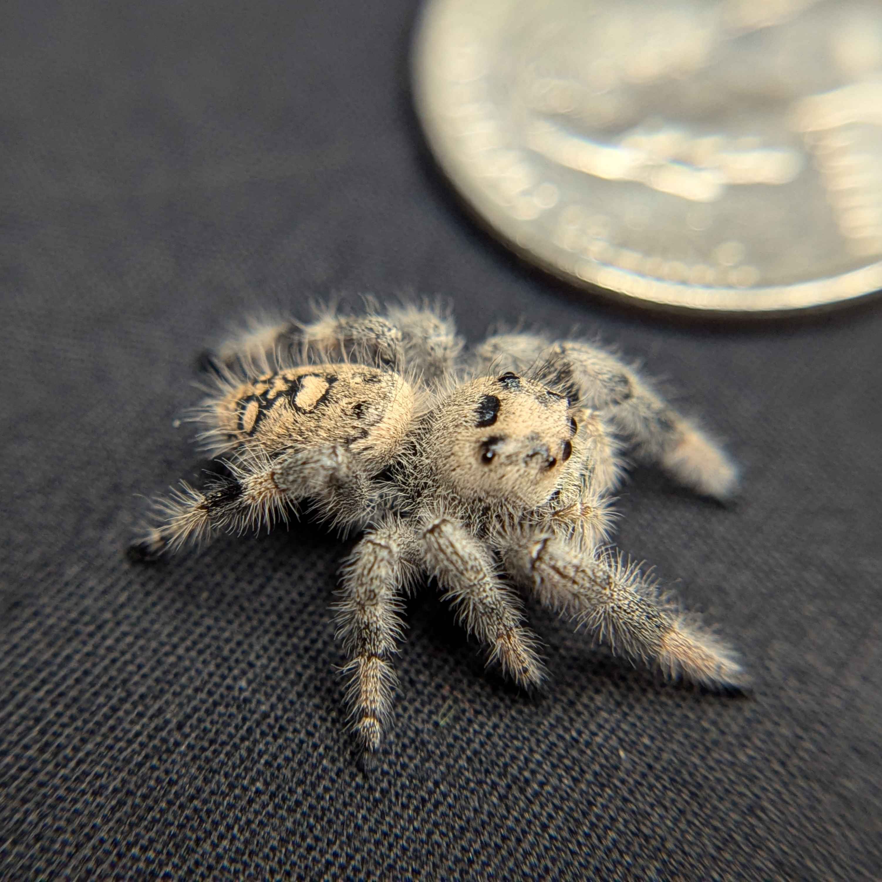 Regal Jumping Spider "Barley"