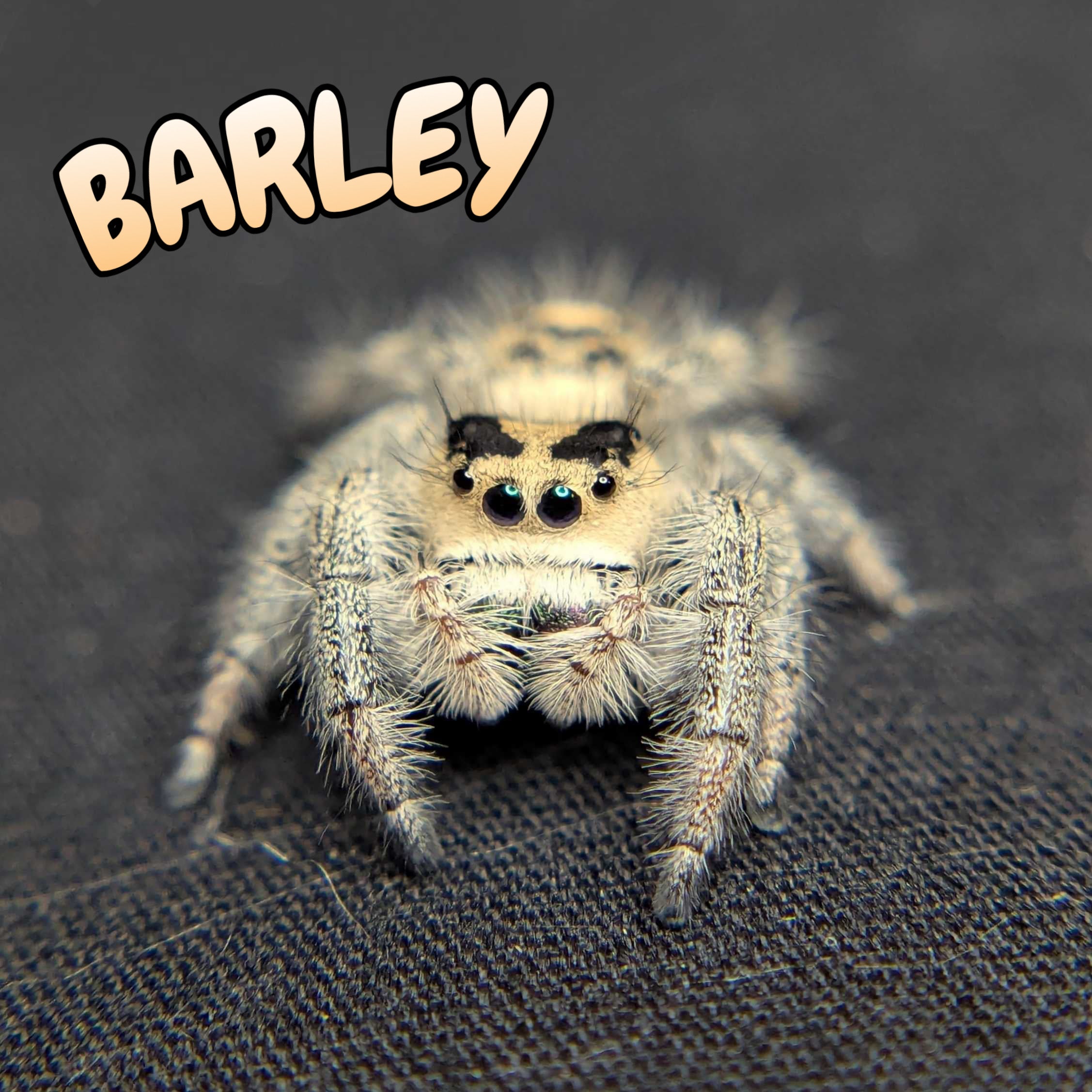 Regal Jumping Spider "Barley"