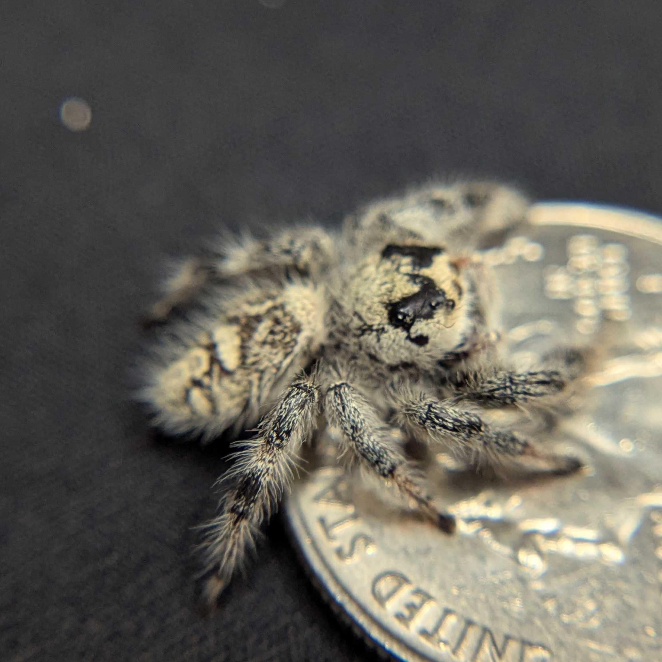 Regal Jumping Spider "Pinecone"