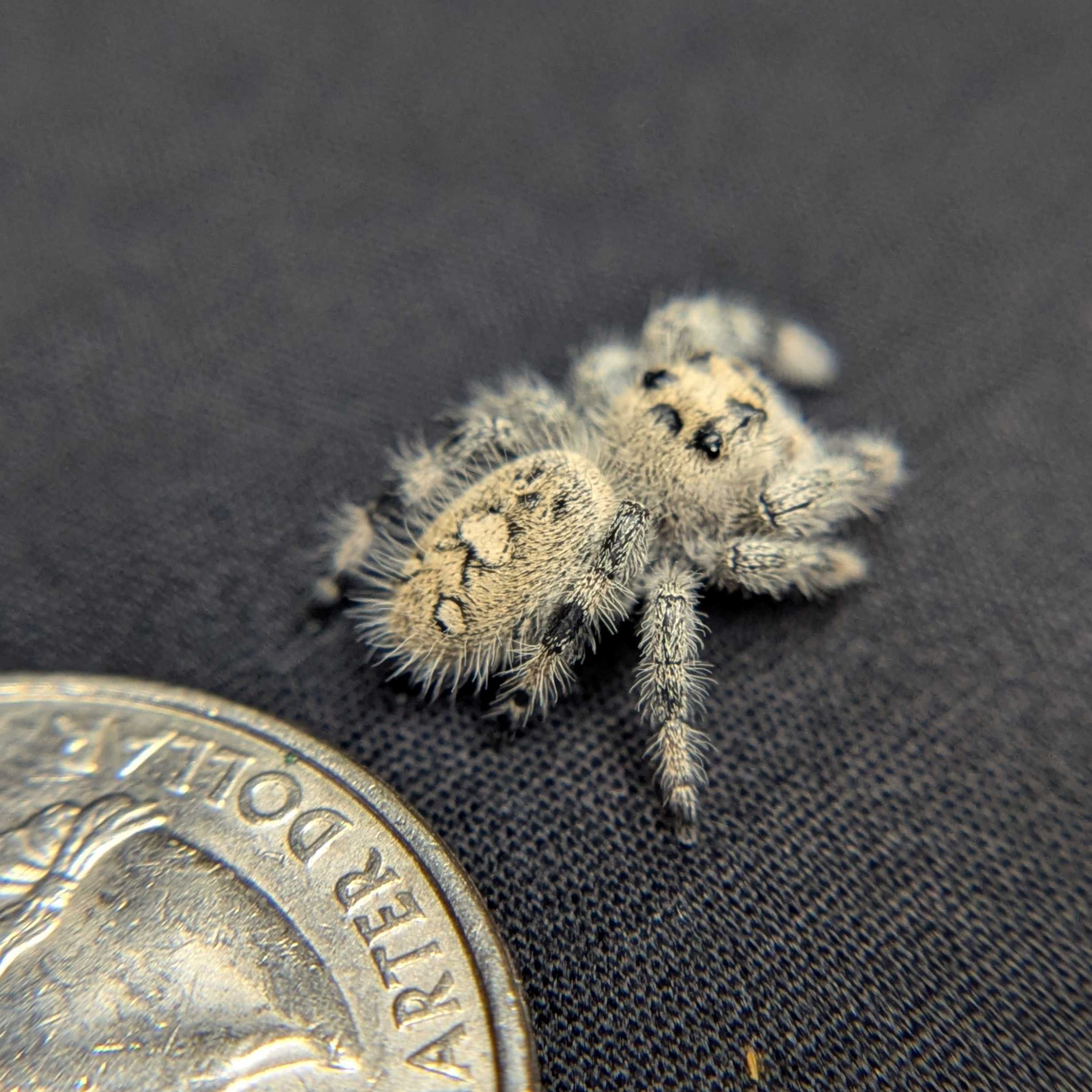 Regal Jumping Spider "Teddy"