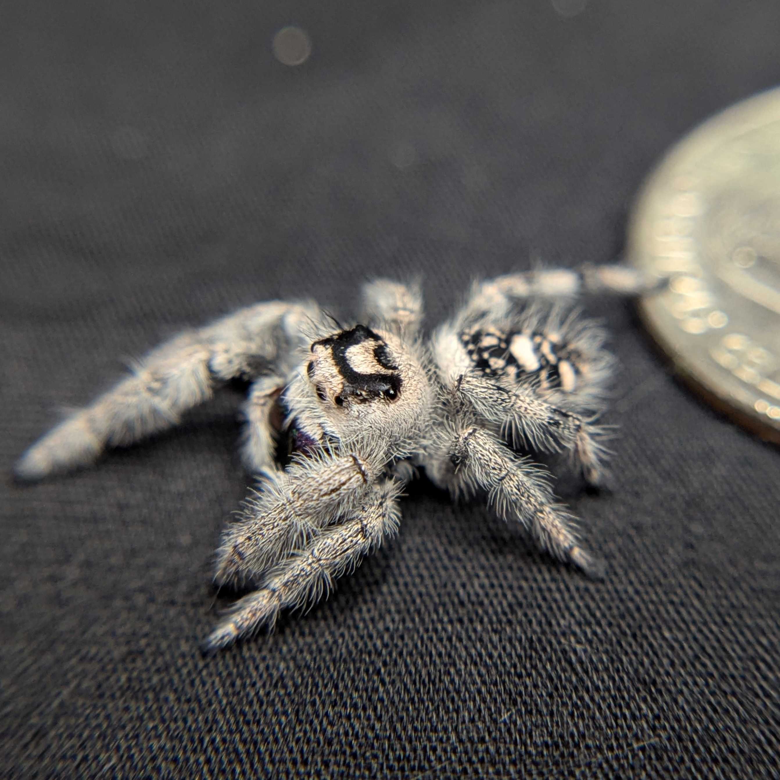 Regal Jumping Spider "Ursula"