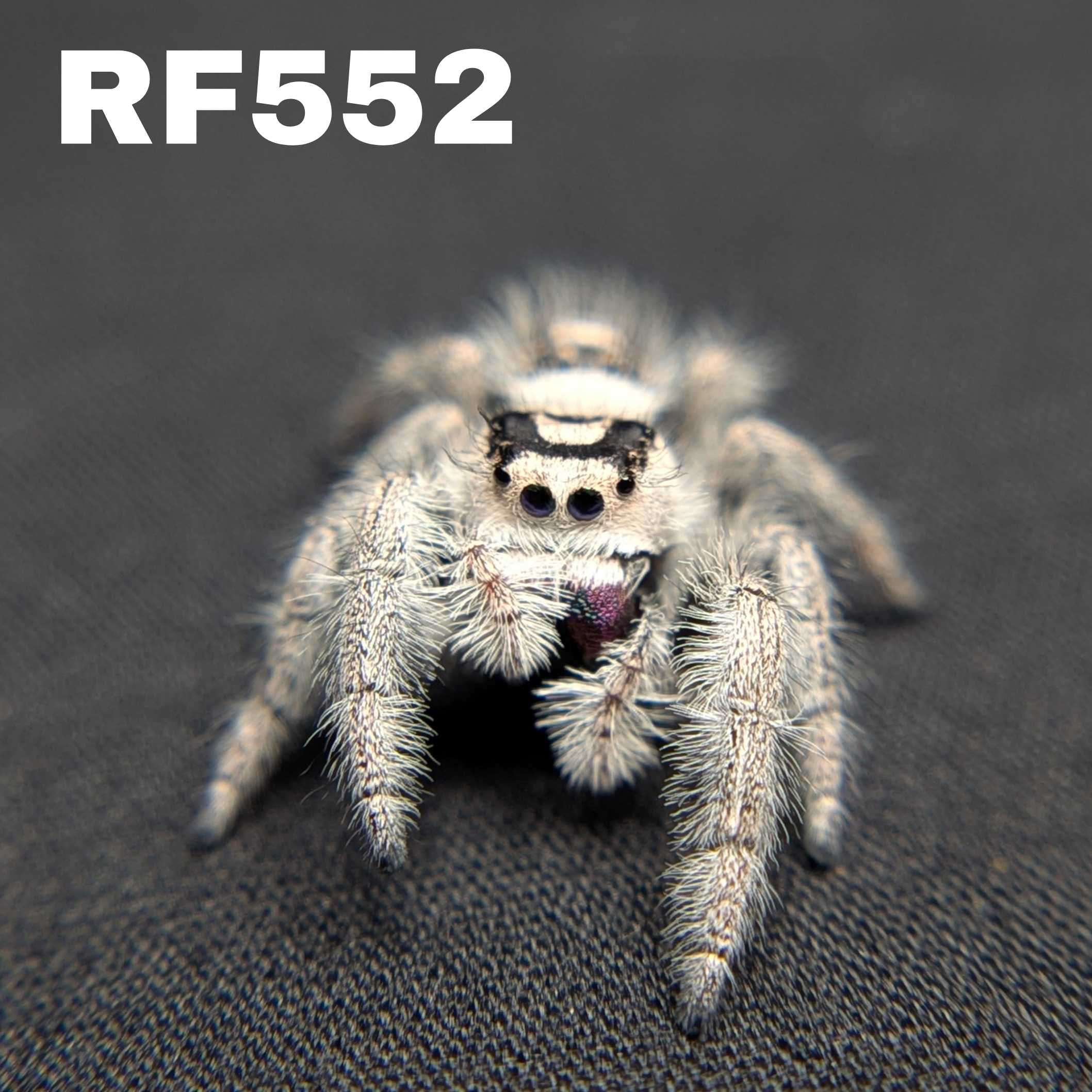 Regal Jumping Spider "Ursula"
