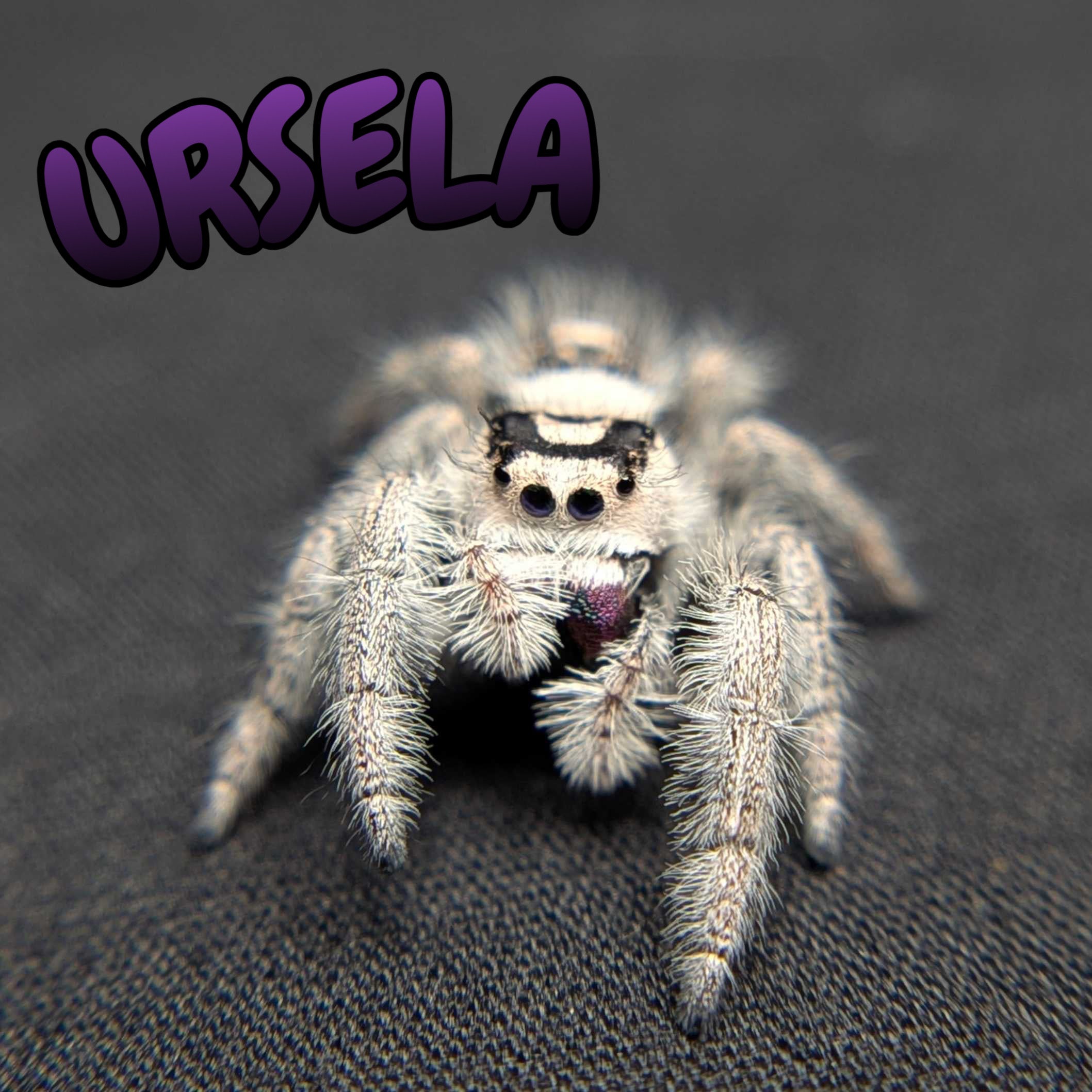 Regal Jumping Spider "Ursula"