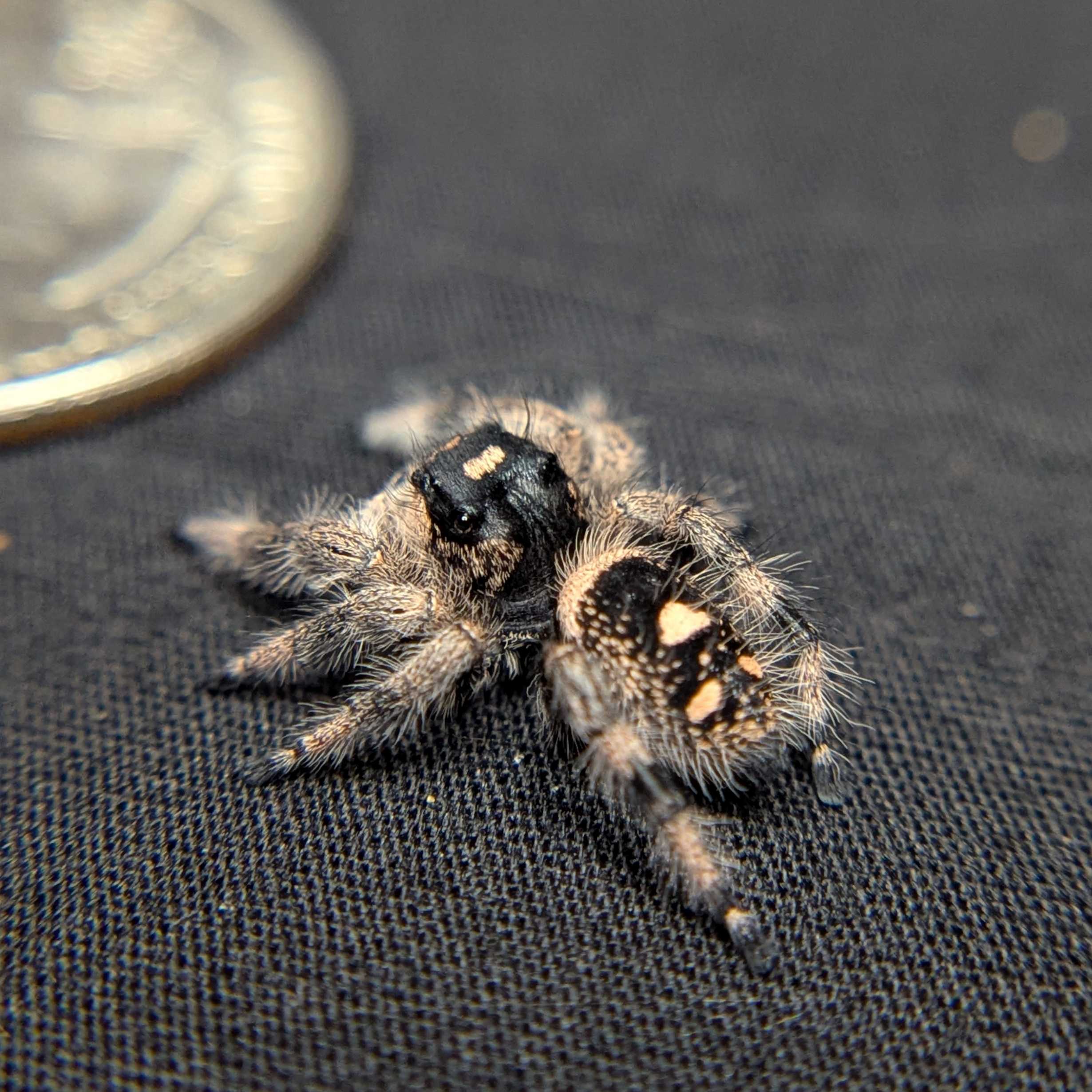 Regal Jumping Spider "Bessy"