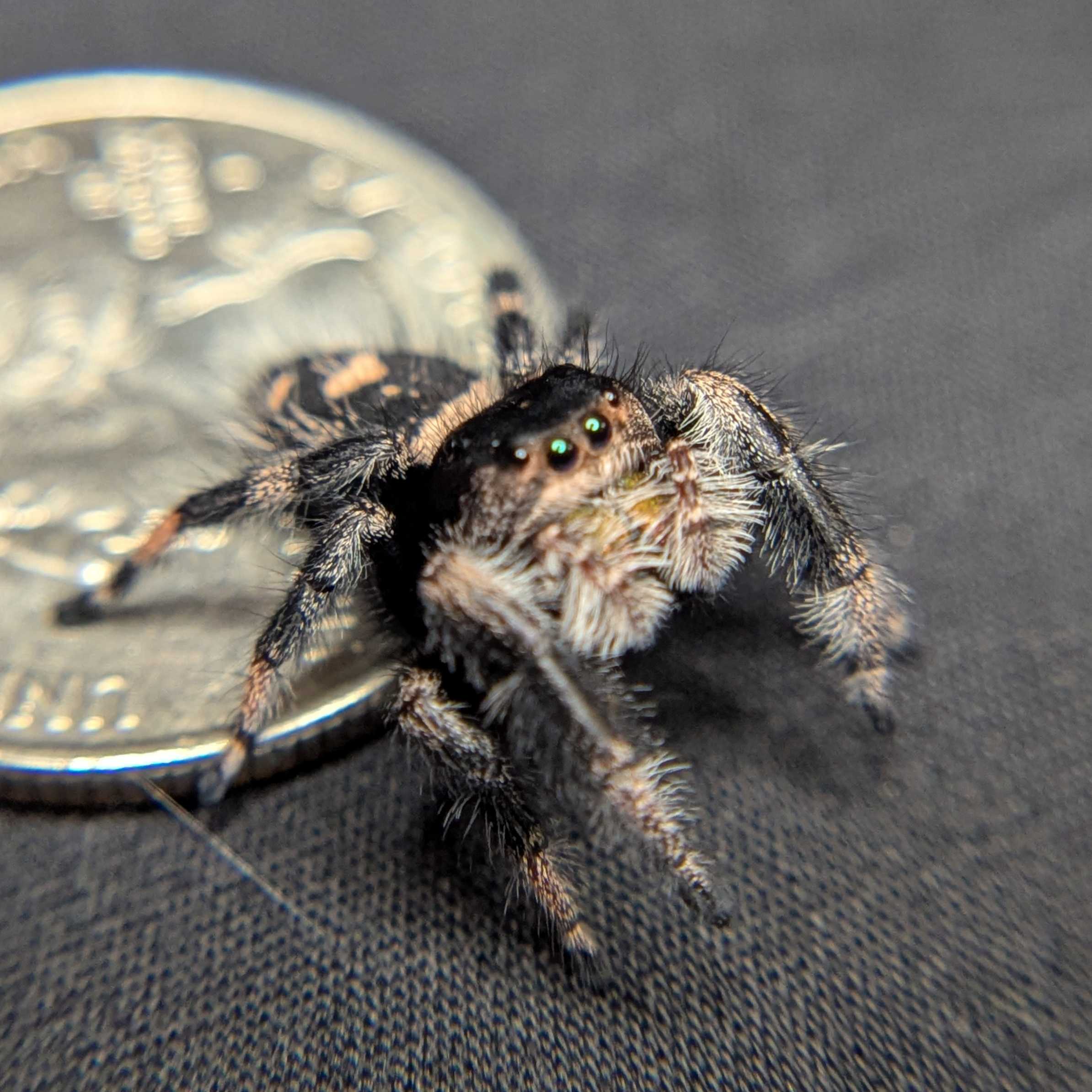Regal Jumping Spider "Crumpet"