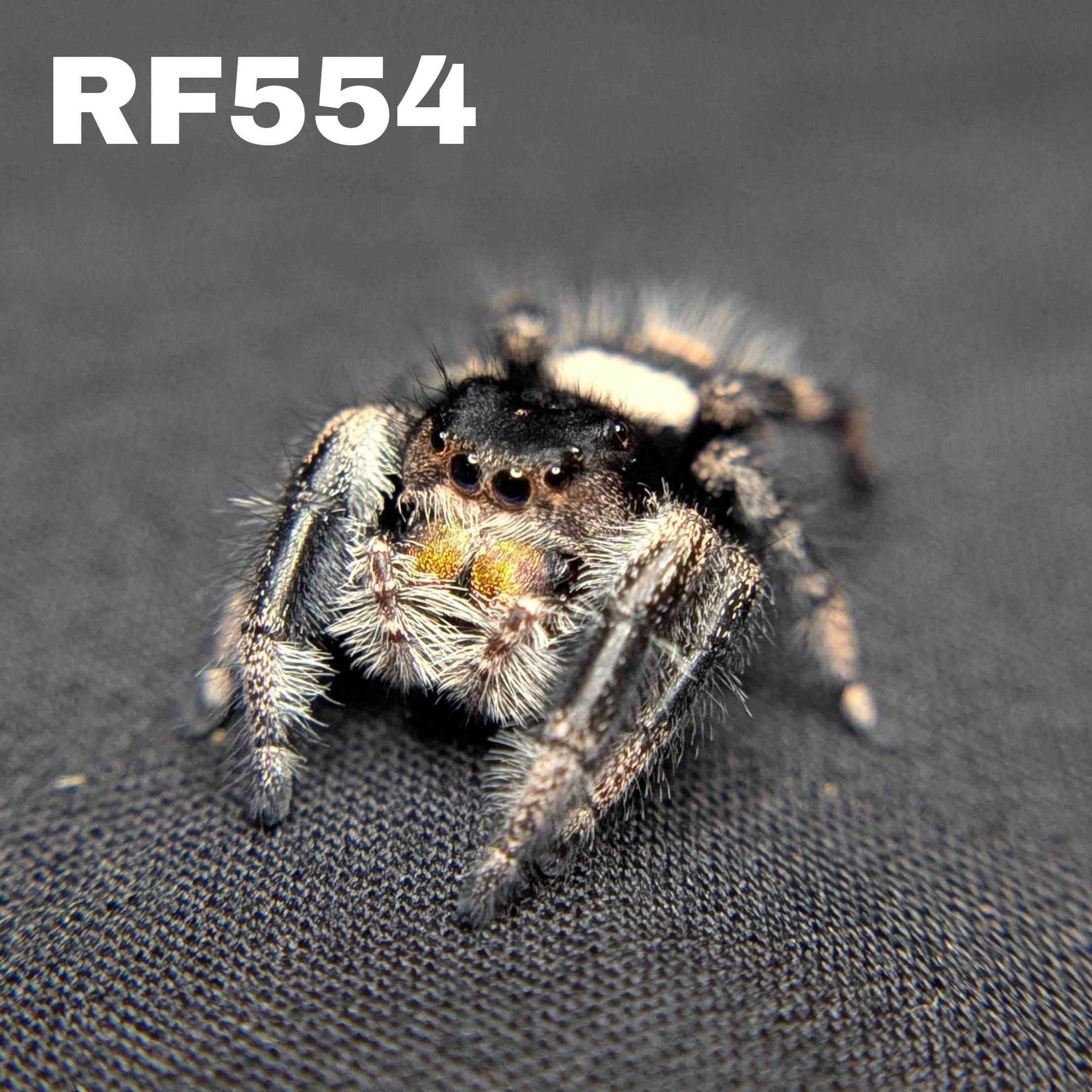 Regal Jumping Spider "Crumpet"