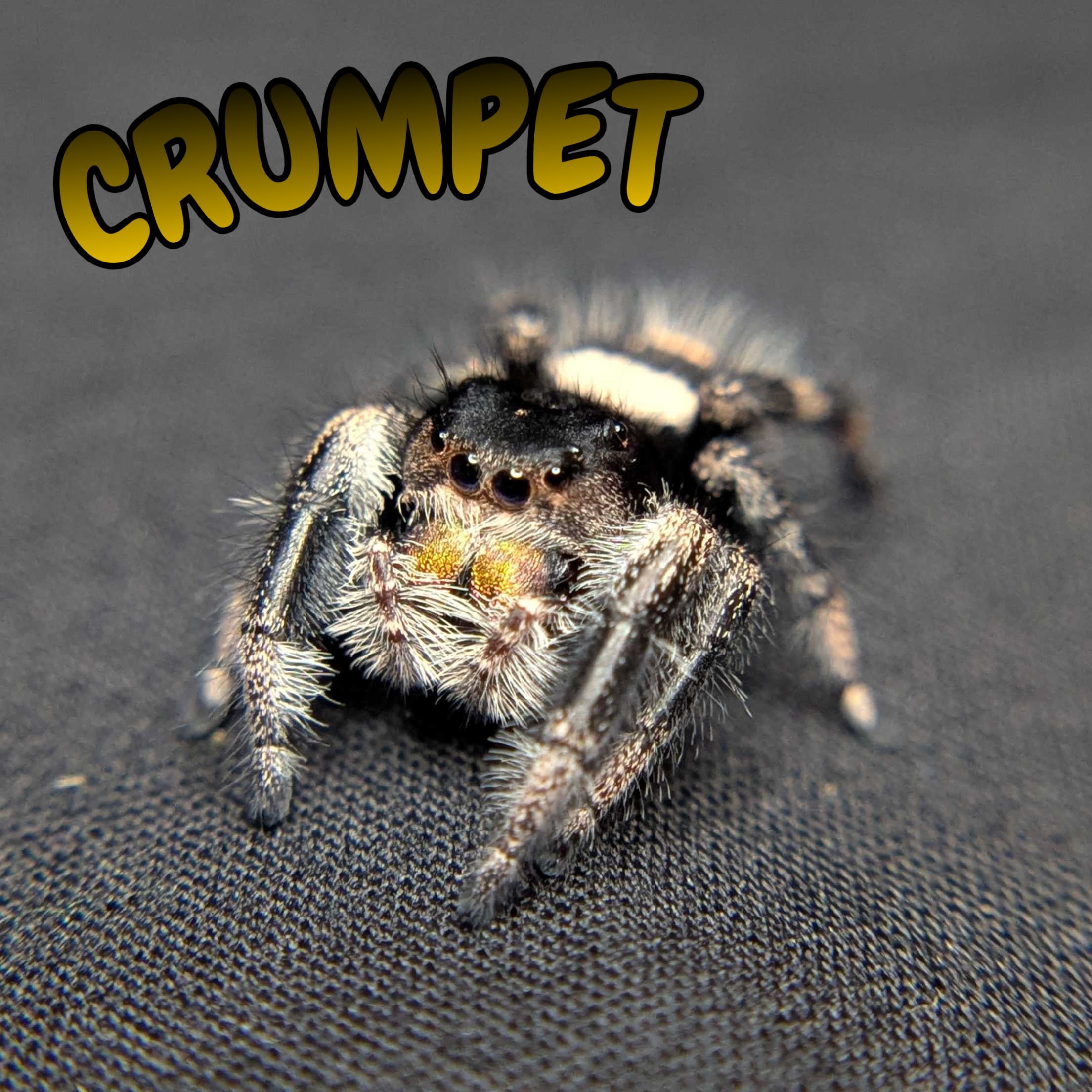 Regal Jumping Spider "Crumpet"