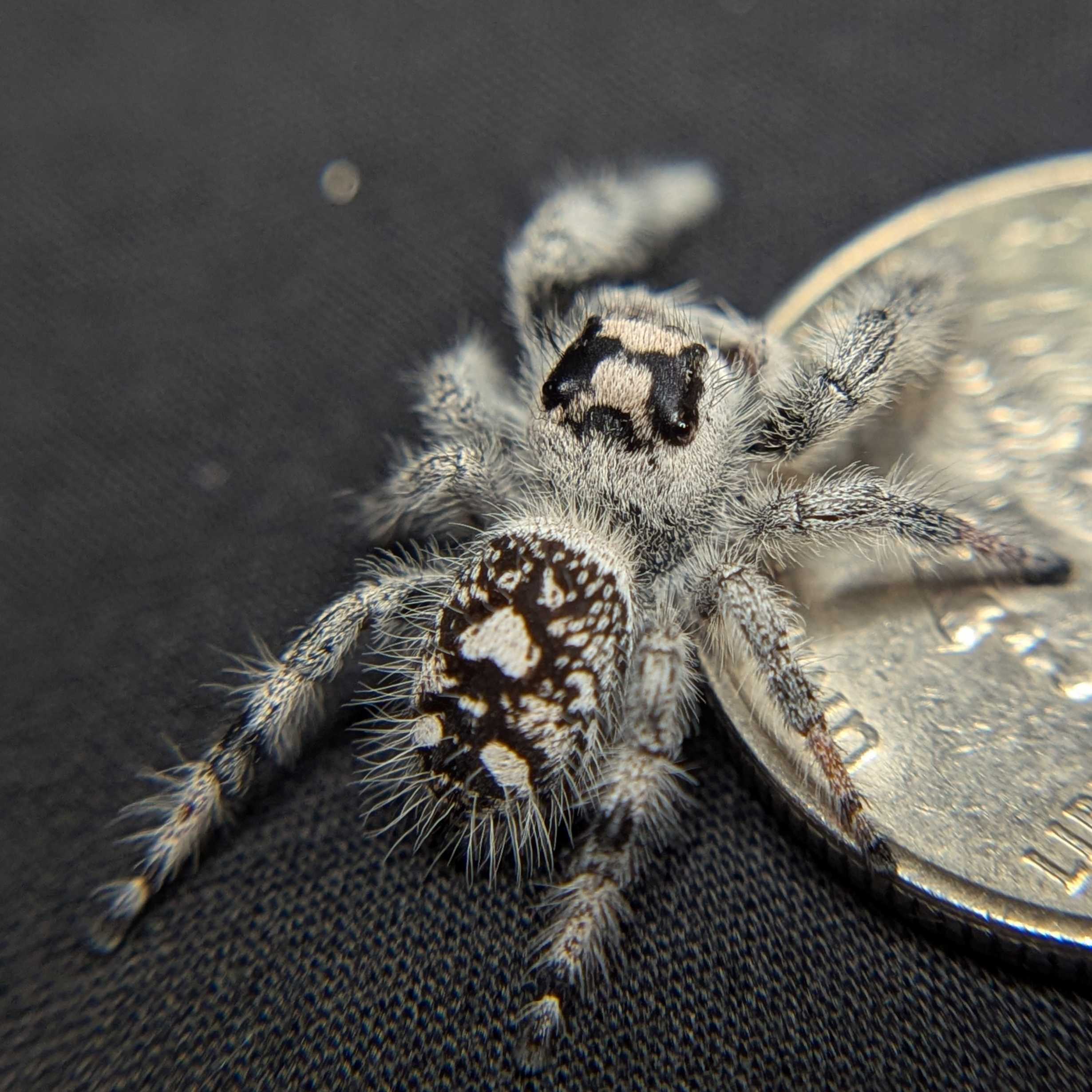 Regal Jumping Spider "North"