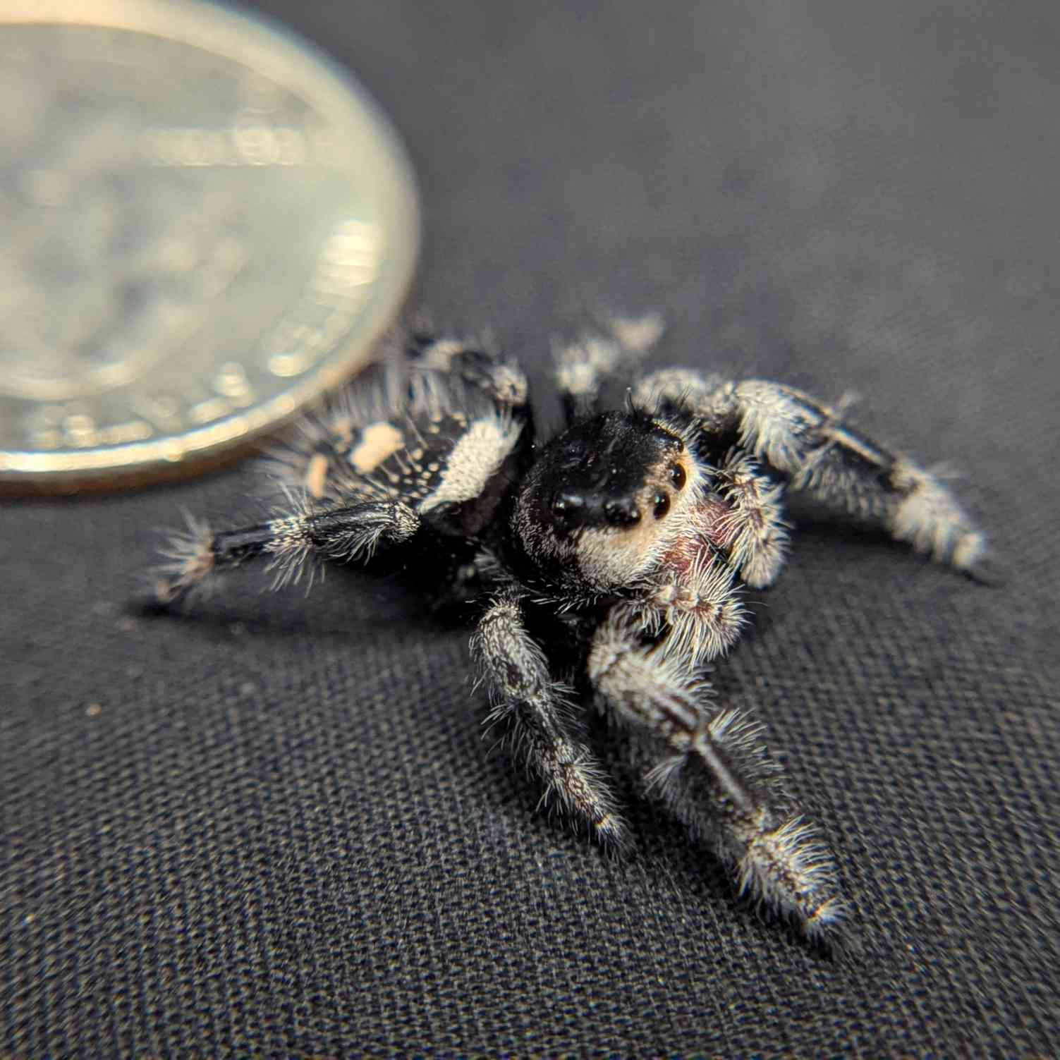 Regal Jumping Spider "Dasher"