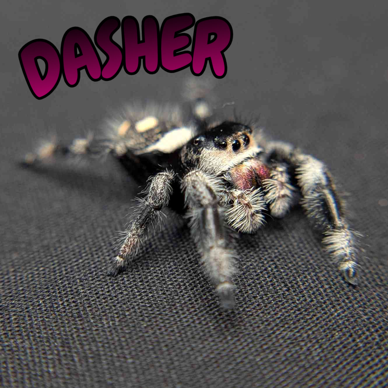 Regal Jumping Spider "Dasher"
