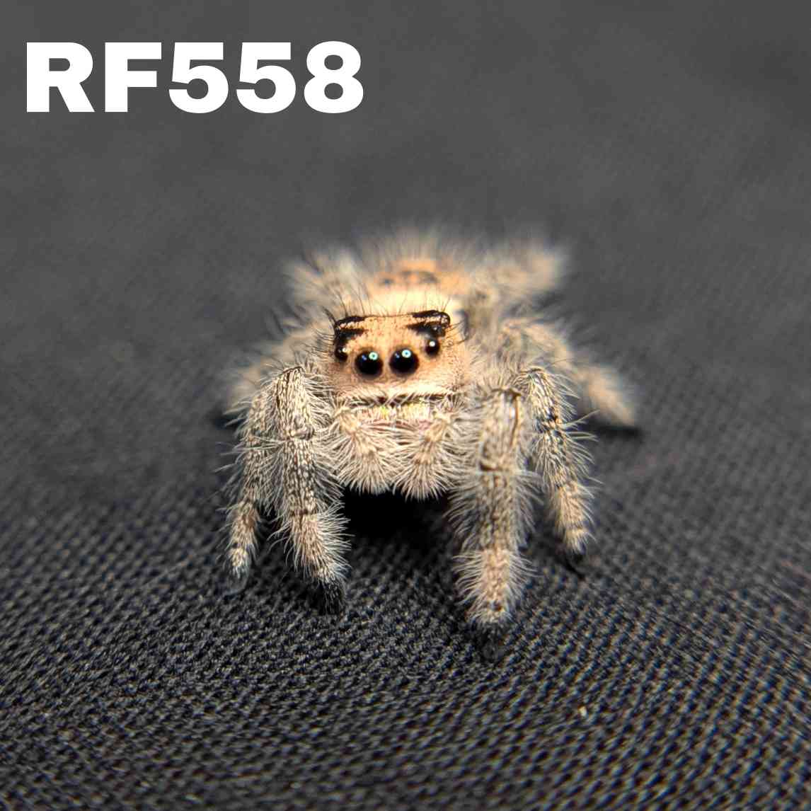 Regal Jumping Spider “Apricot”