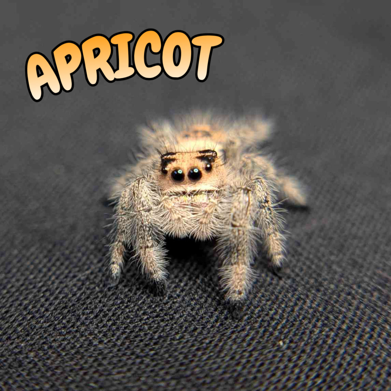 Regal Jumping Spider “Apricot”