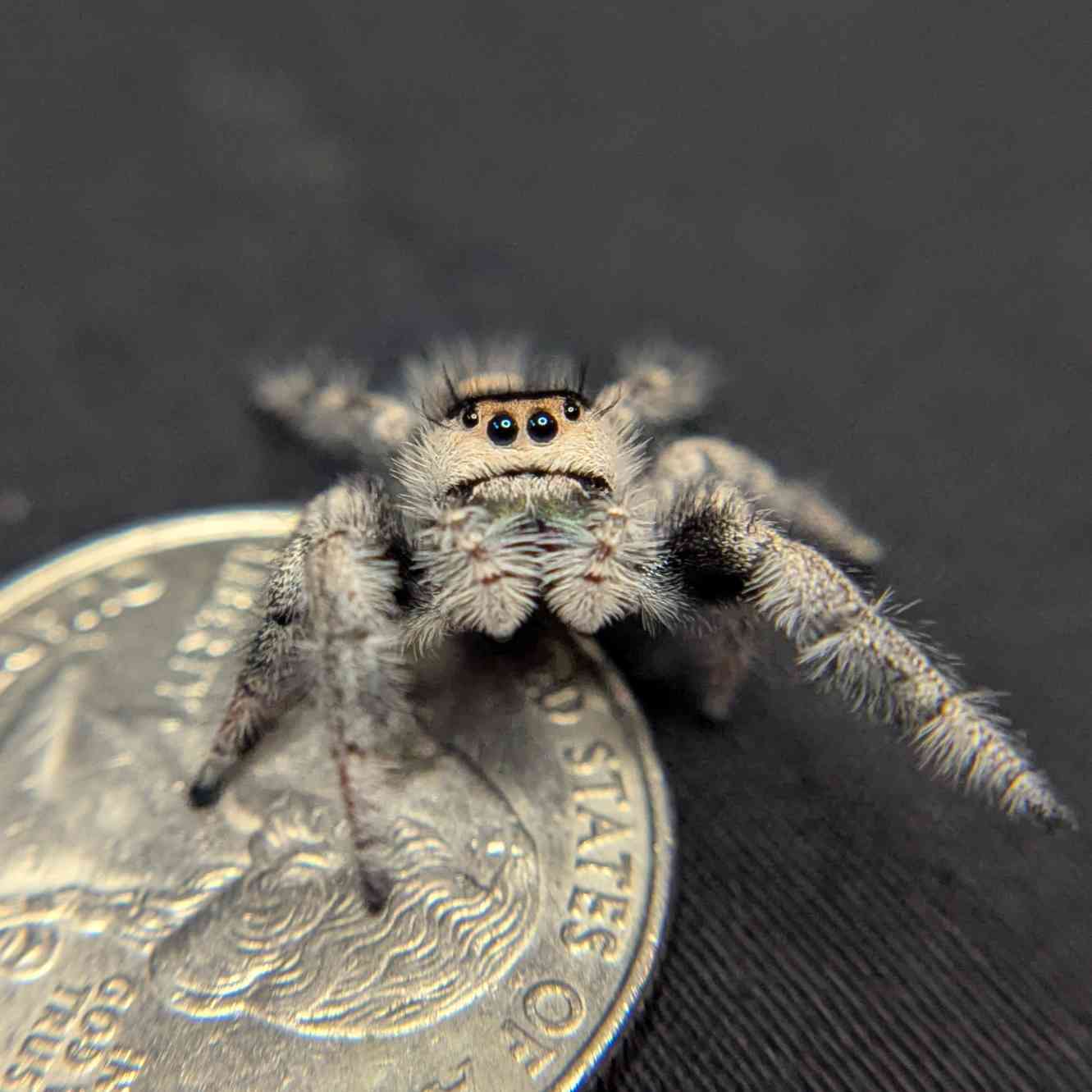 Regal Jumping Spider "Mellow"