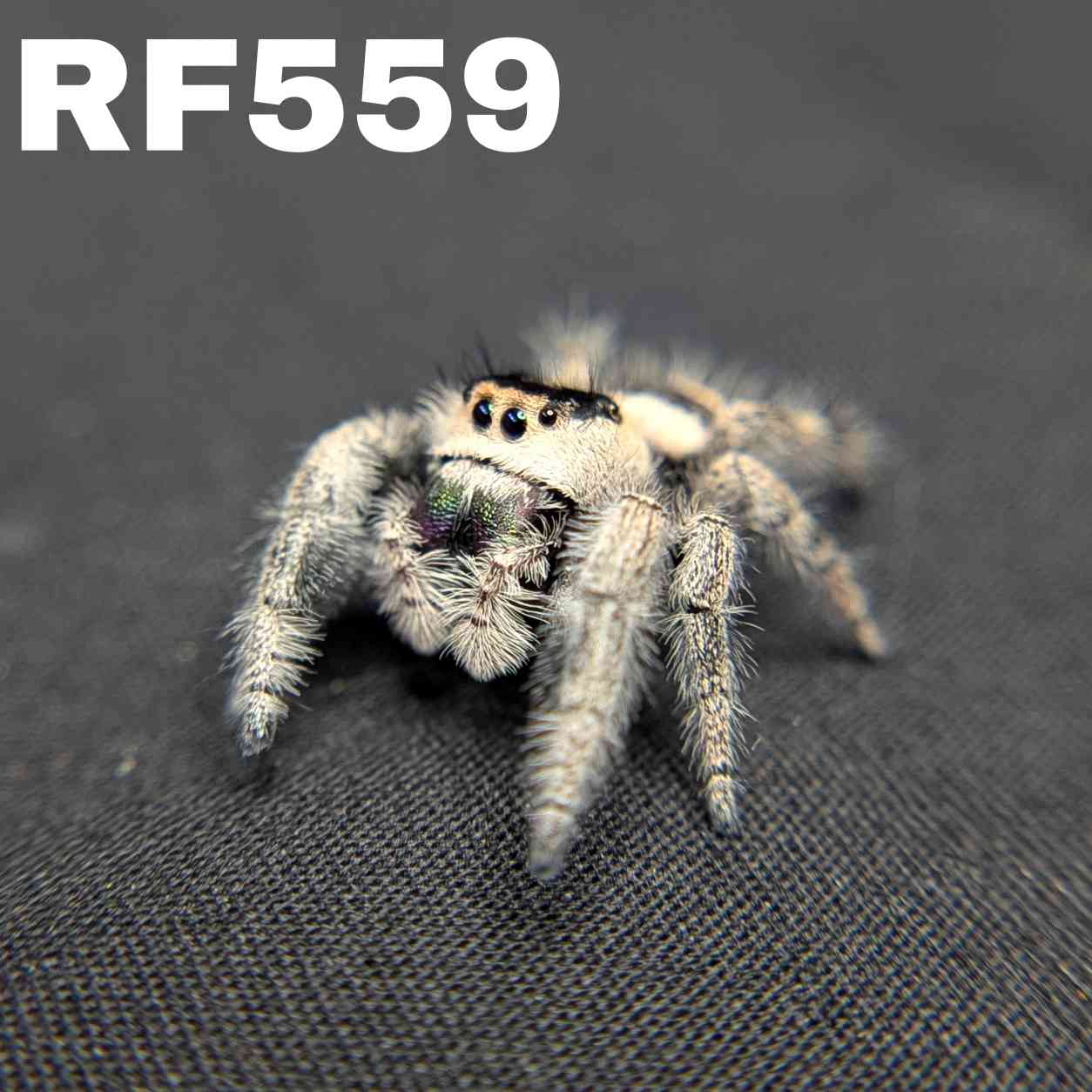 Regal Jumping Spider "Mellow"
