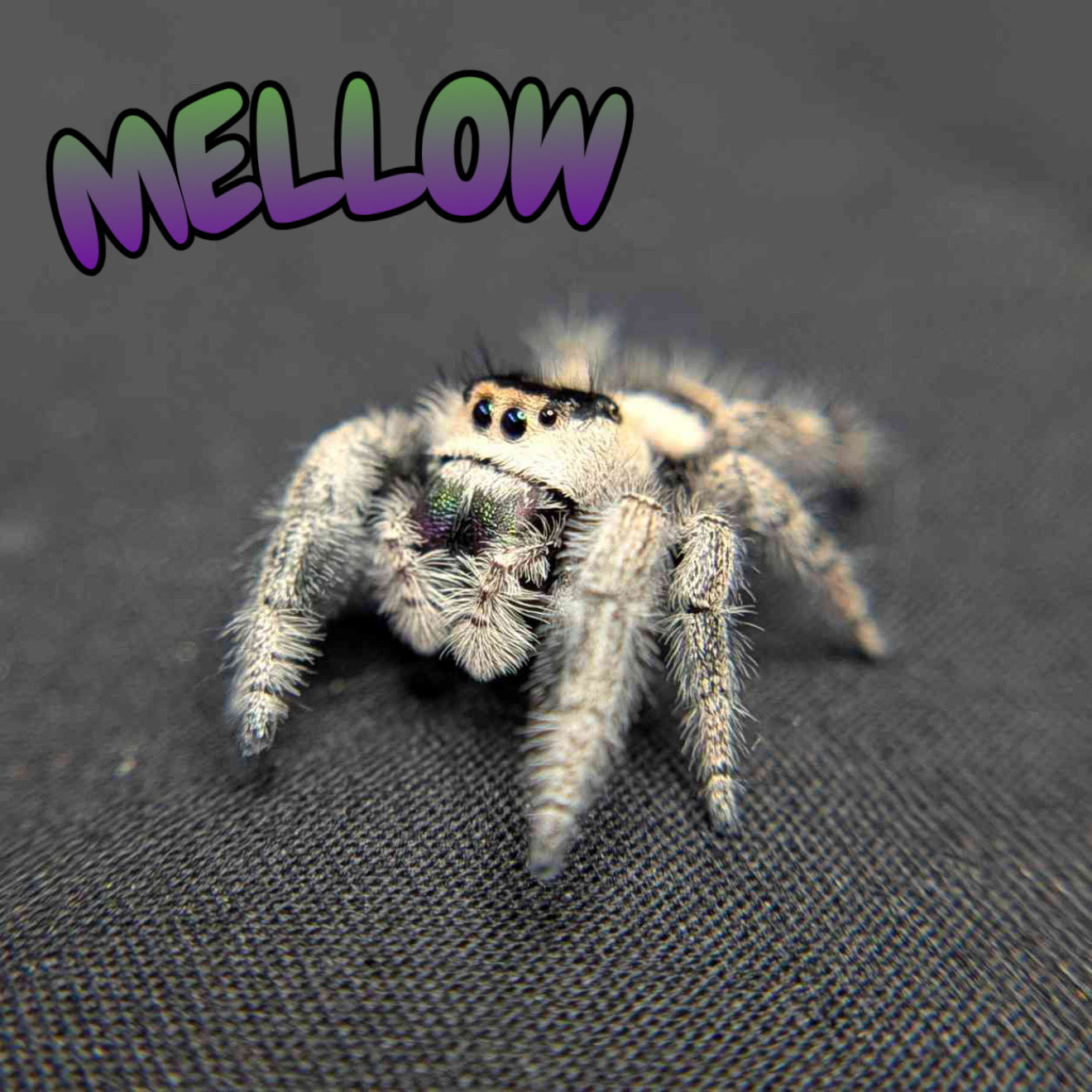 Regal Jumping Spider "Mellow"