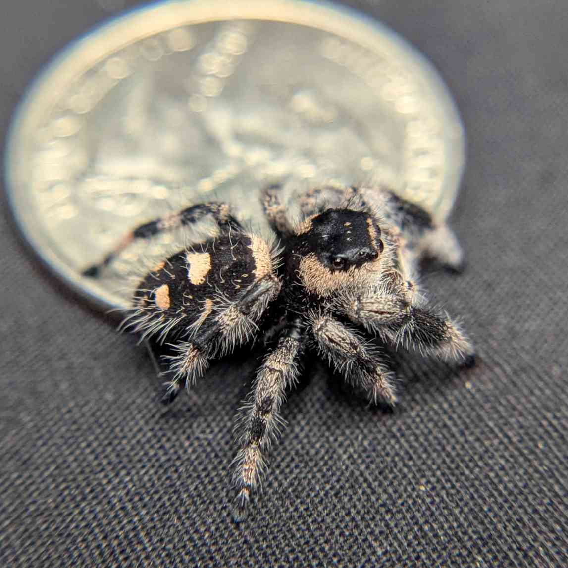 Regal Jumping Spider “Vera”