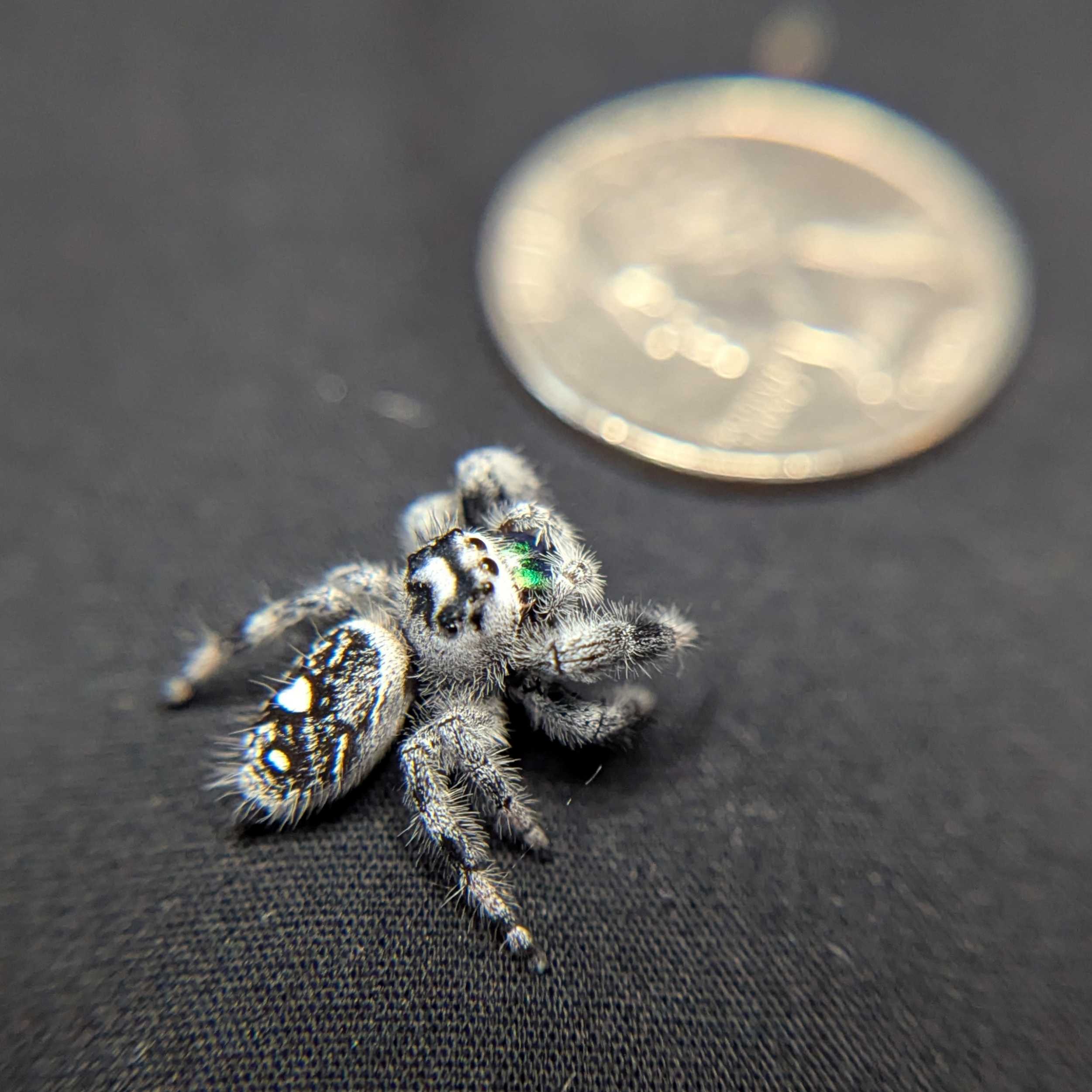 Regal Jumping Spider "Joker" (High White)