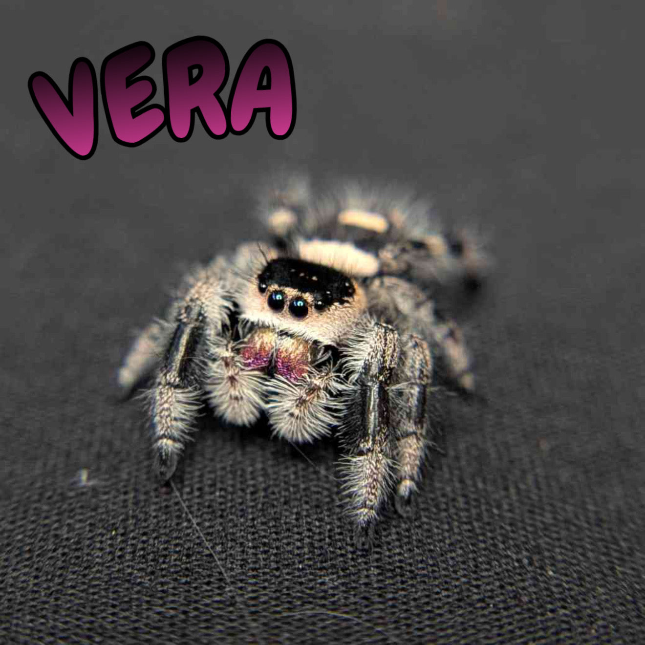 Regal Jumping Spider “Vera”