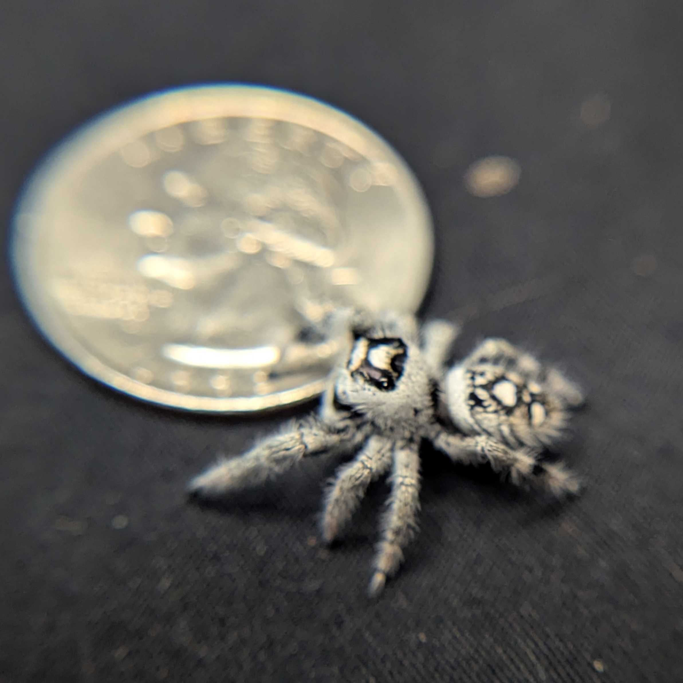 Regal Jumping Spider "Snow White" (High White)