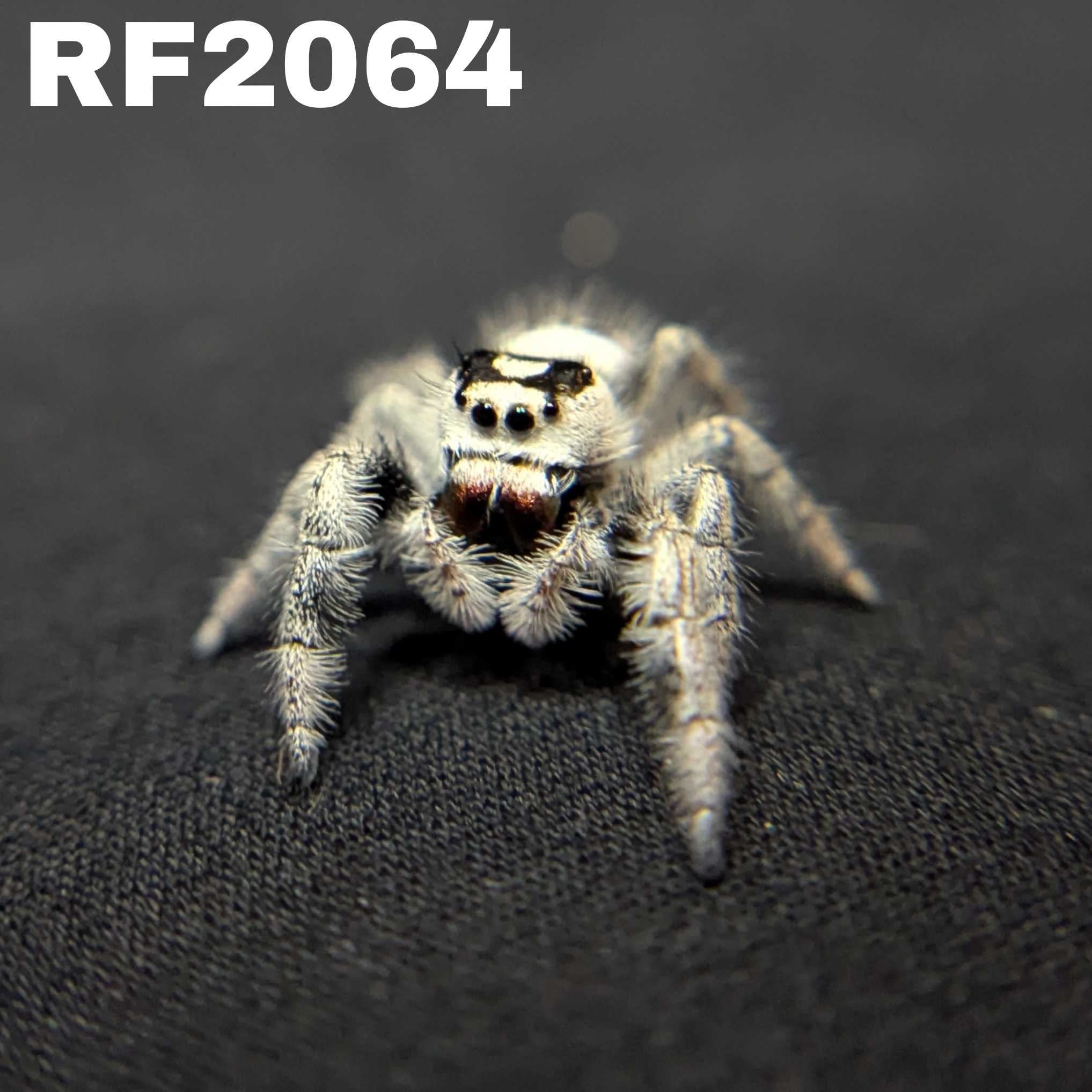Regal Jumping Spider "Snow White" (High White)