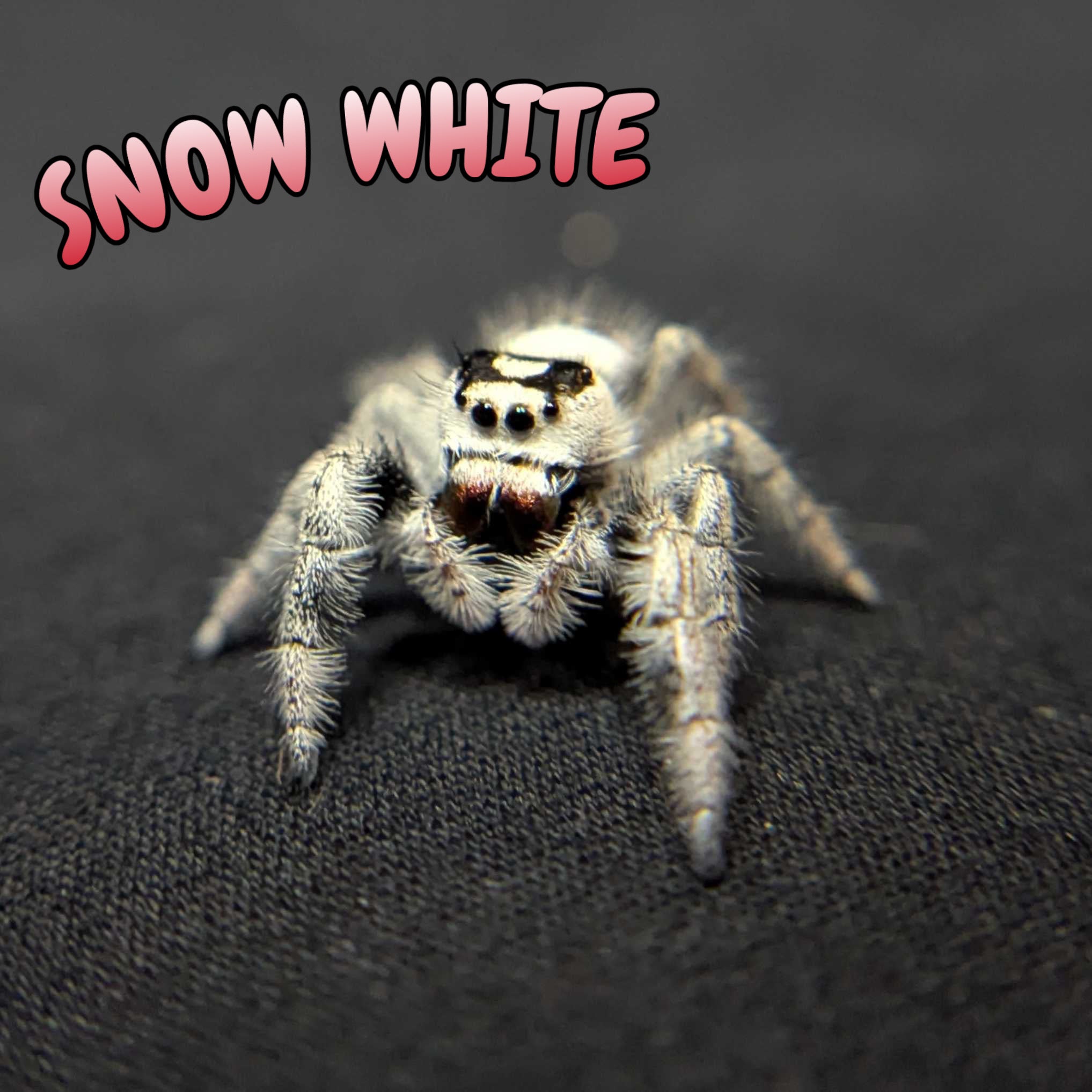 Regal Jumping Spider "Snow White" (High White)